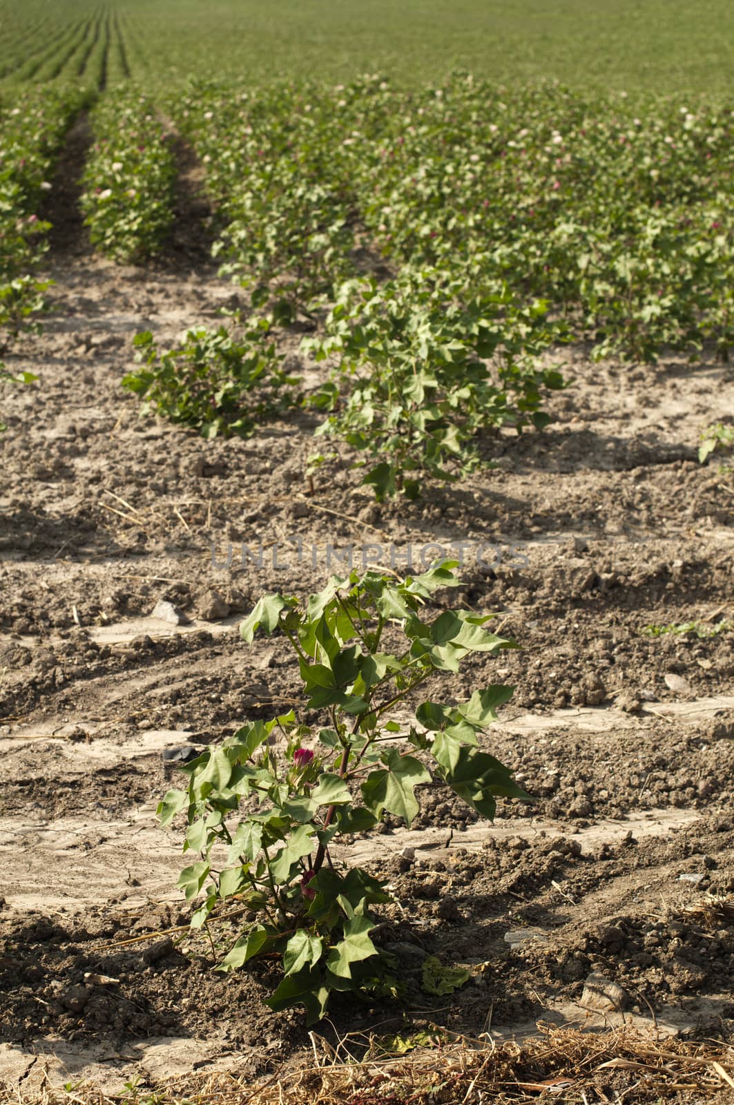 Cotton blossom in cotton plantation .