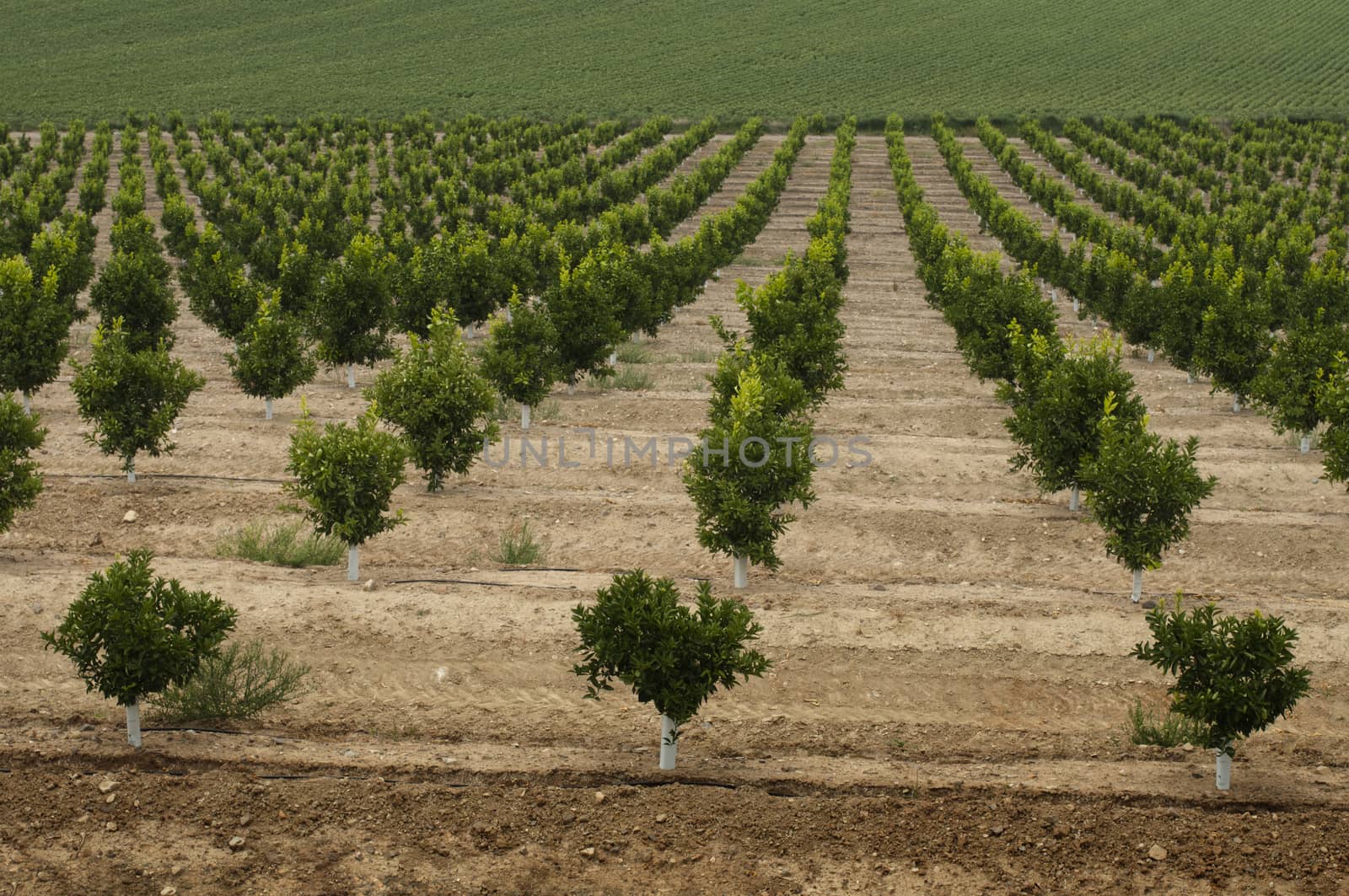 Young orange trees planted in rows