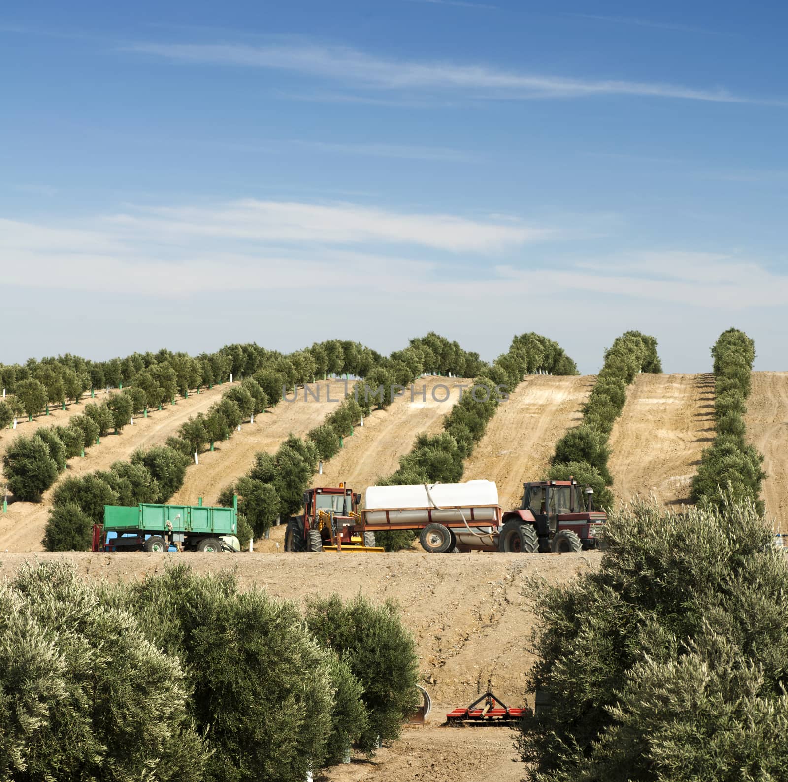 Olive plantation.Tractors and machinery