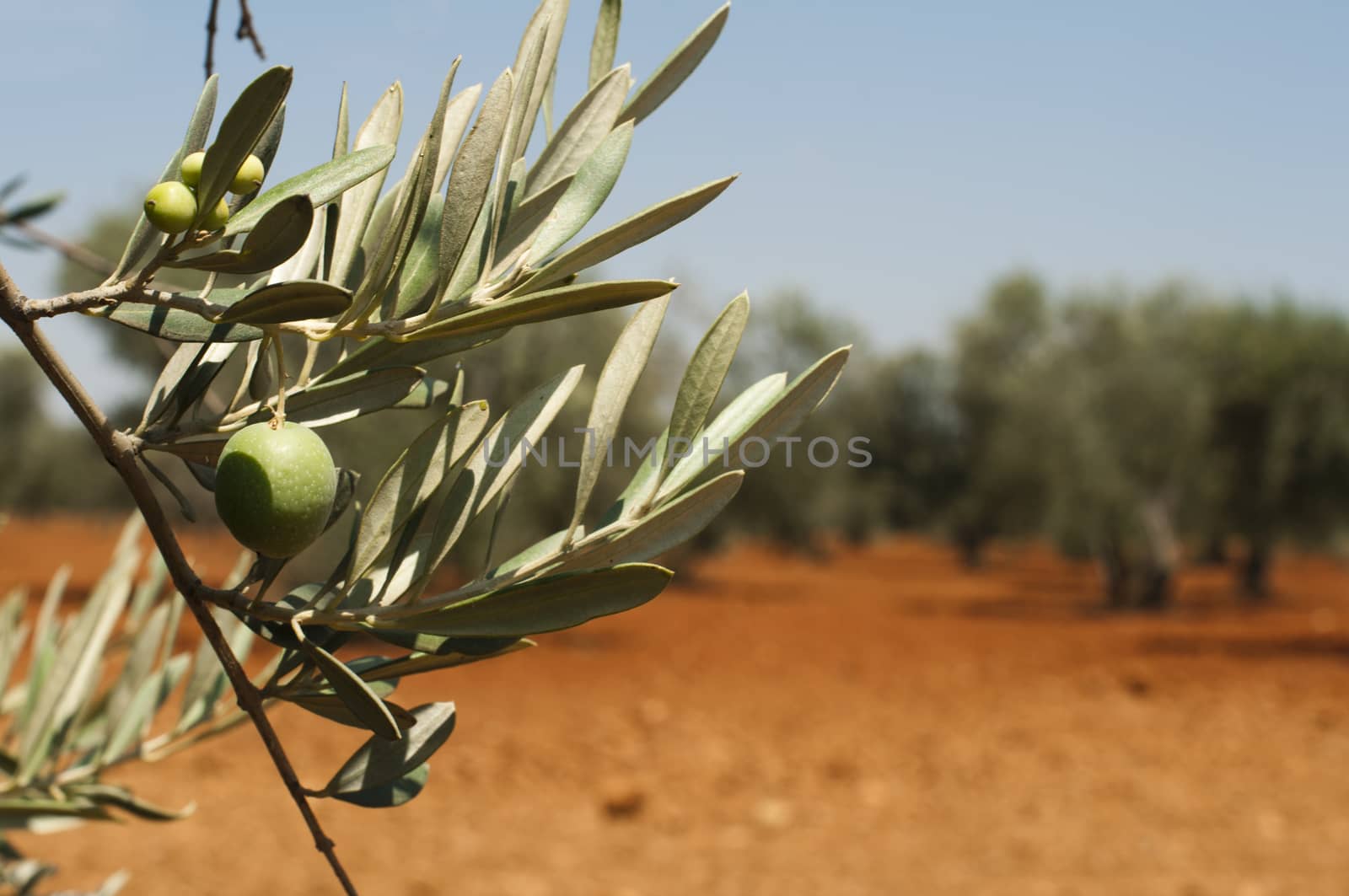 Olive plantation and olives on branch by deyan_georgiev