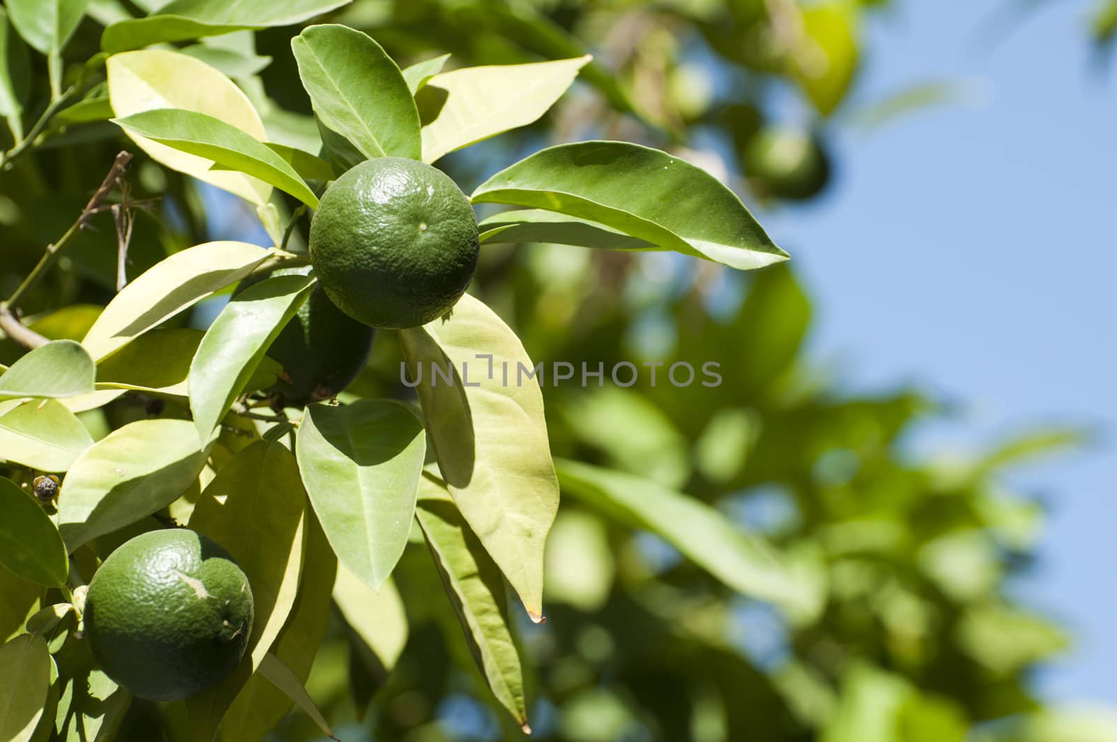 Green unripe orange fruit by deyan_georgiev