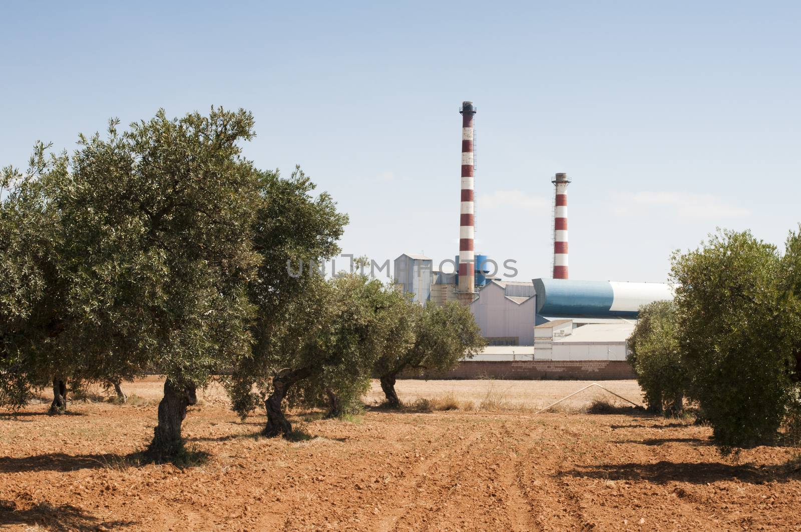 Olive trees and factory by deyan_georgiev