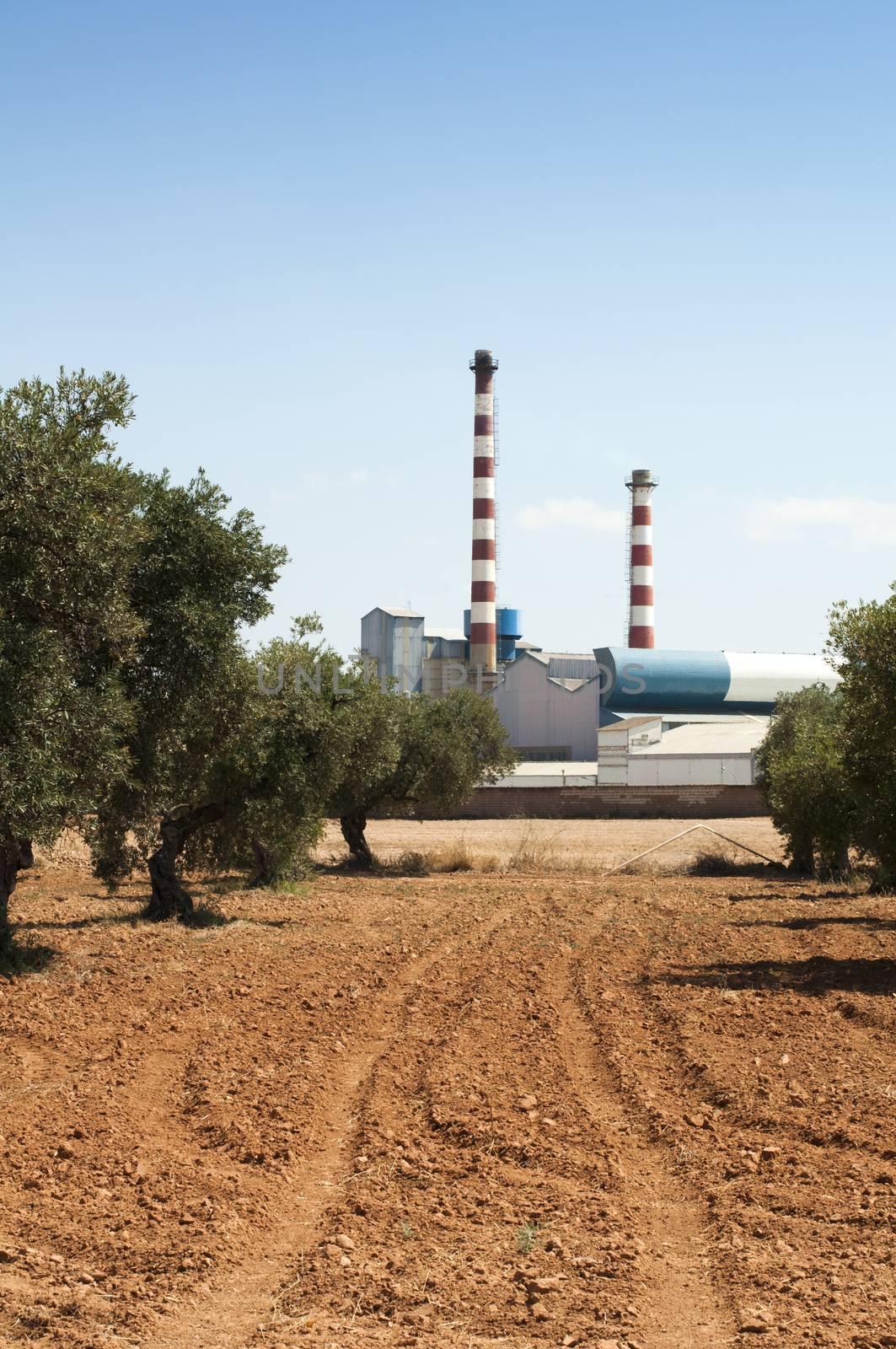 Olive trees and factory on the background