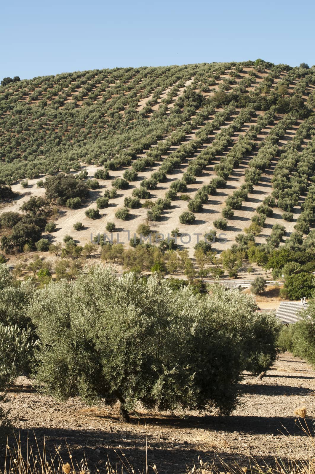 Olive trees in plantation. Rows of trees