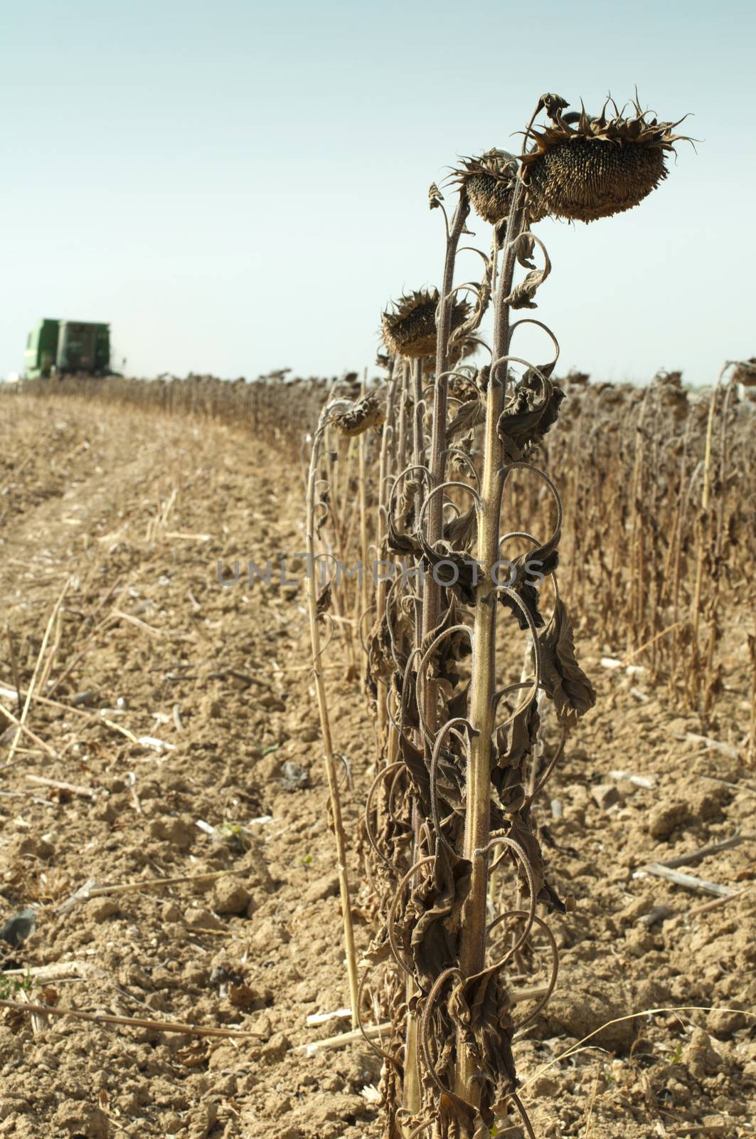 Harvester reaps sunflowers by deyan_georgiev