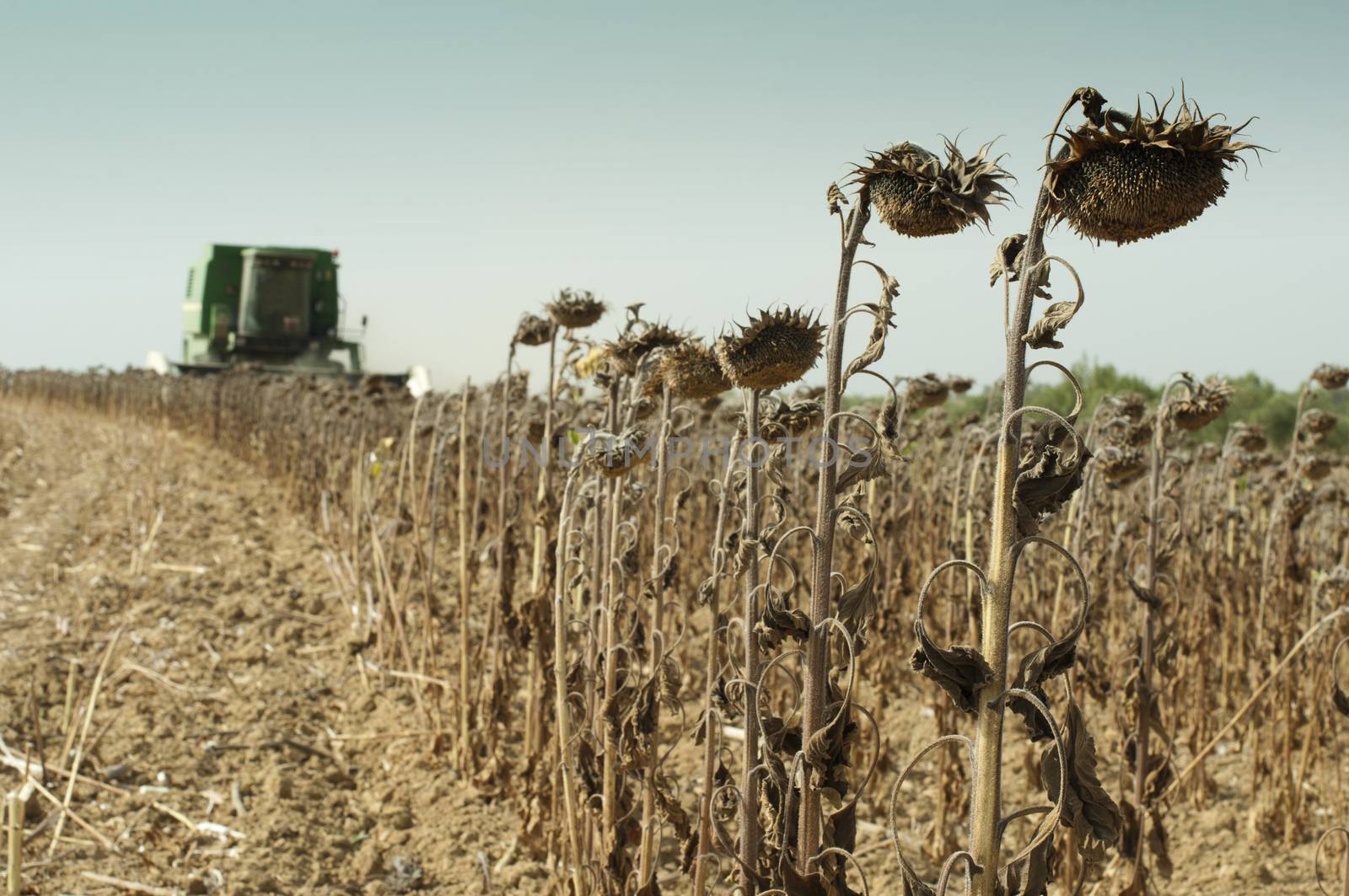 Harvester reaps sunflowers.