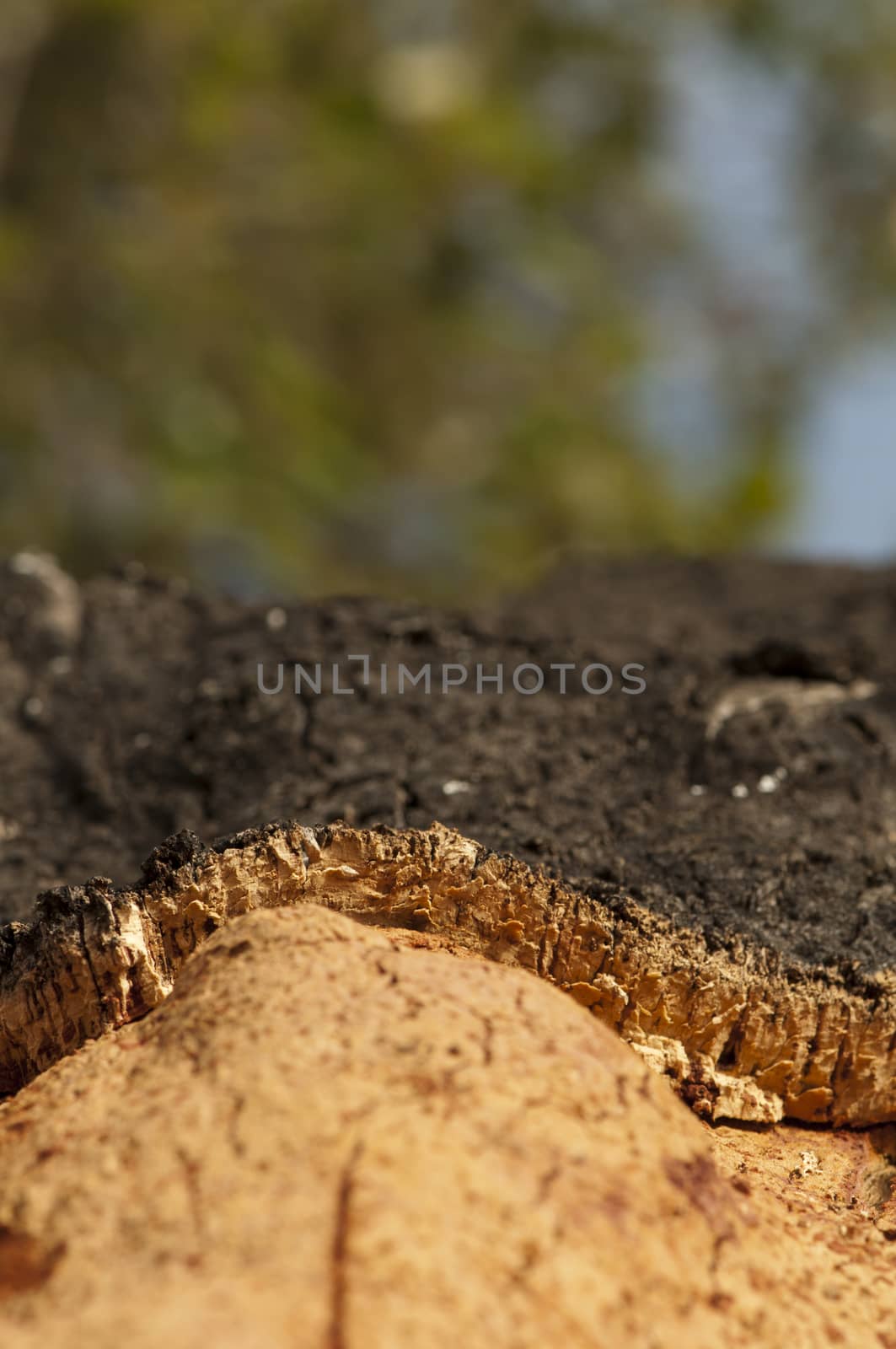 A corkwood tree by deyan_georgiev