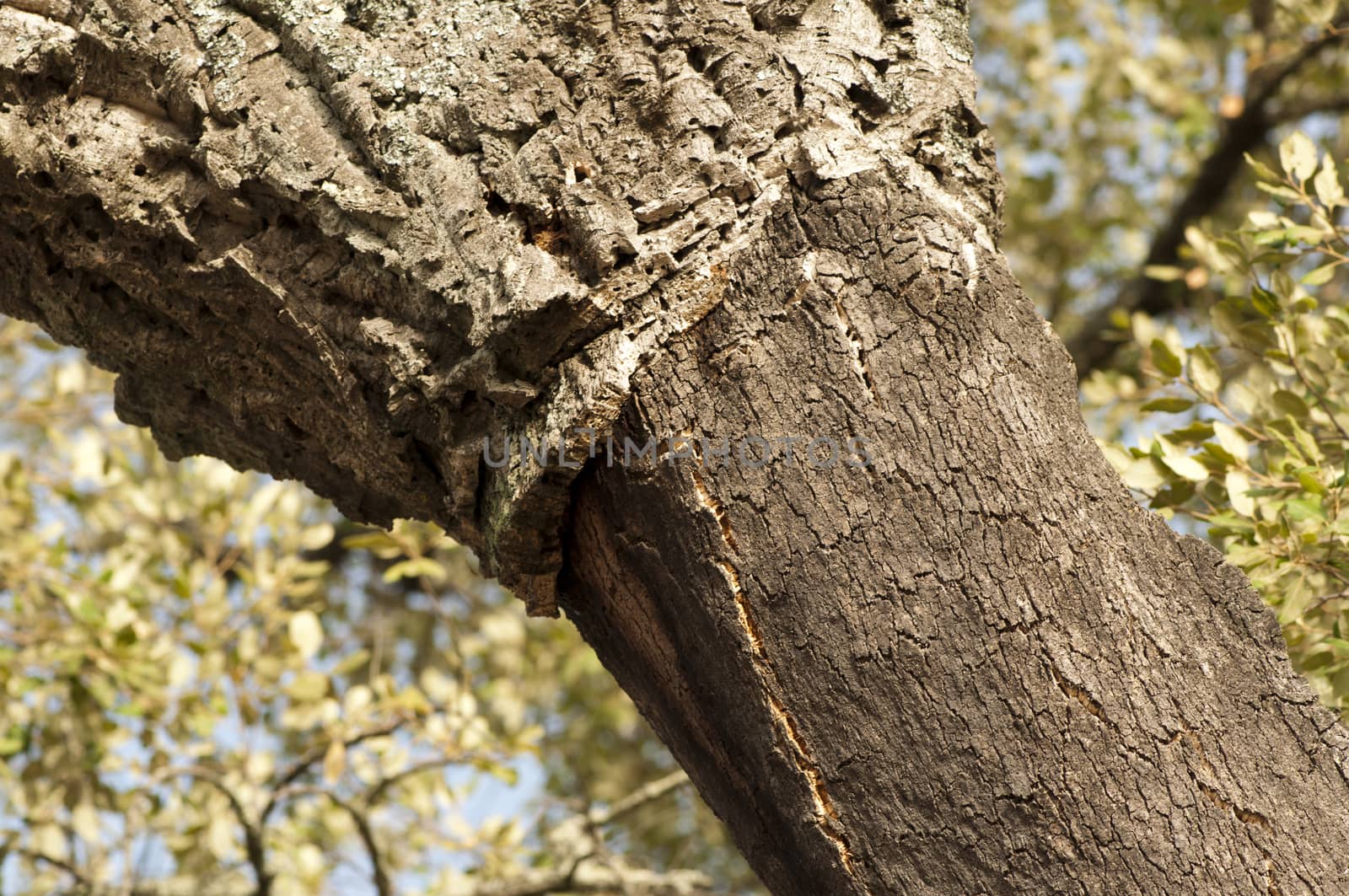 A corkwood tree by deyan_georgiev