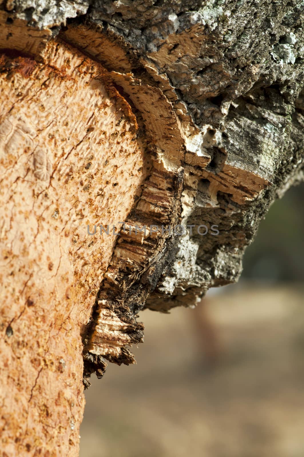 A corkwood tree. Commiphora spp.