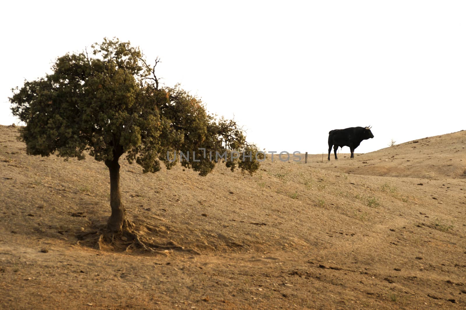 Black bull on a farm and tree