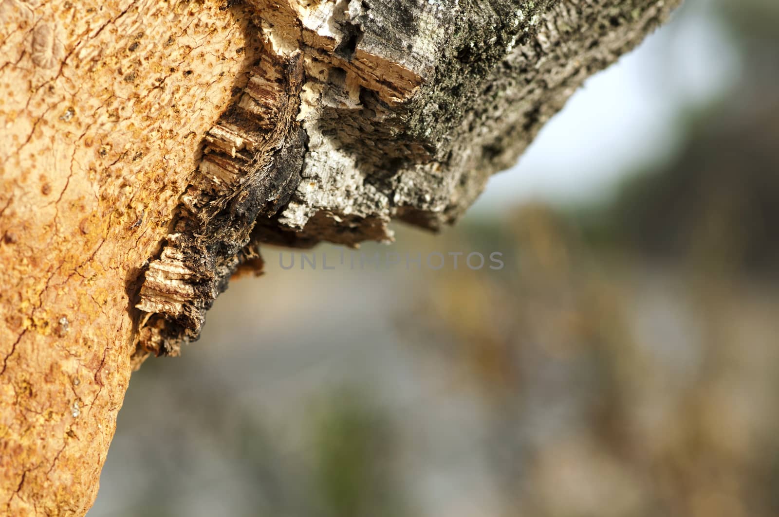 A corkwood tree by deyan_georgiev
