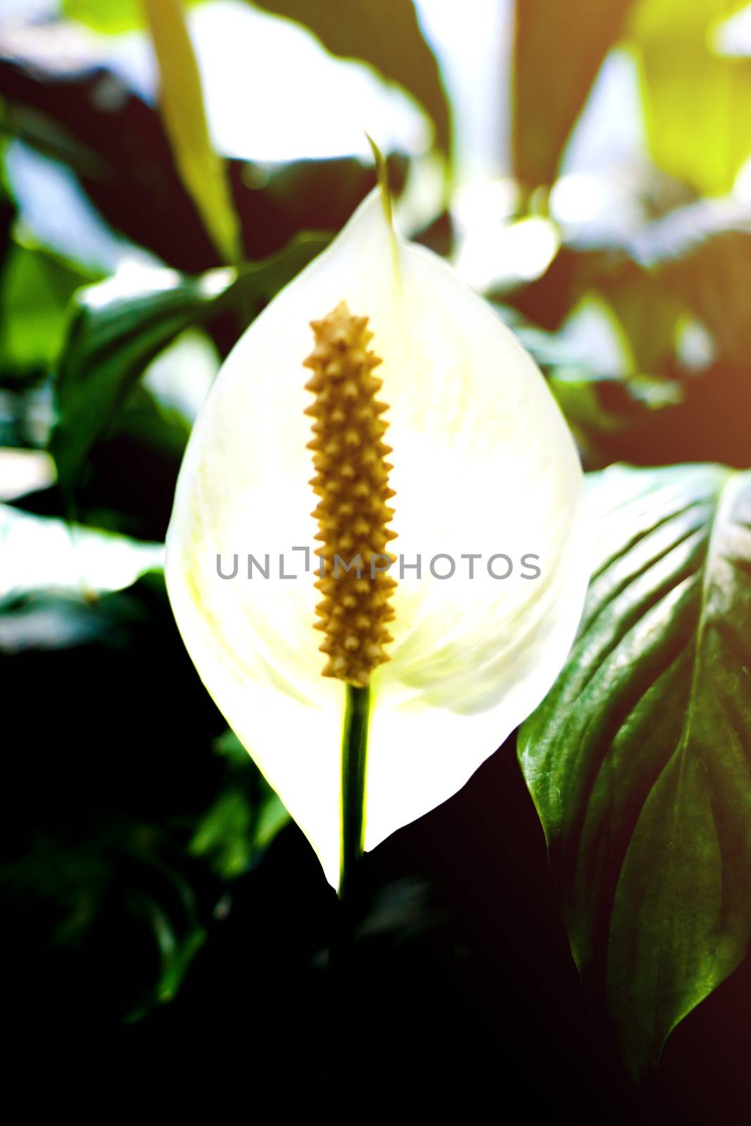 Anthurium Plant. Scientifically this flower is known as Anthurium andraeanum