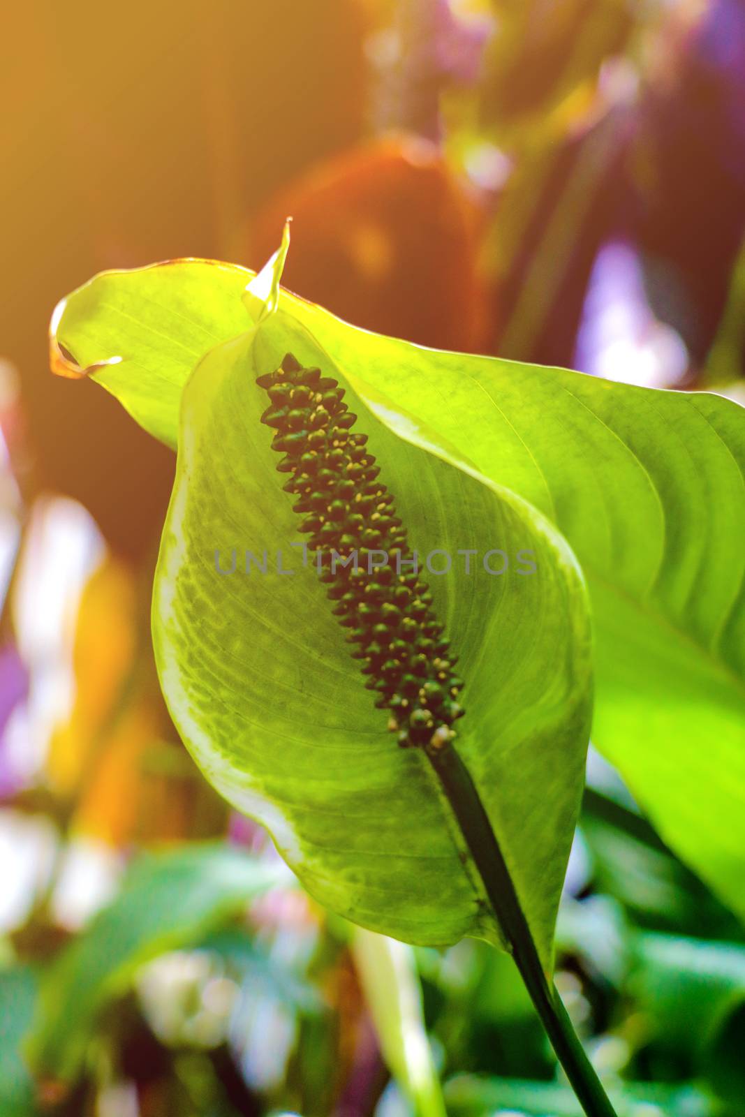 Green Anthuriums, tropical plant in green leafy background