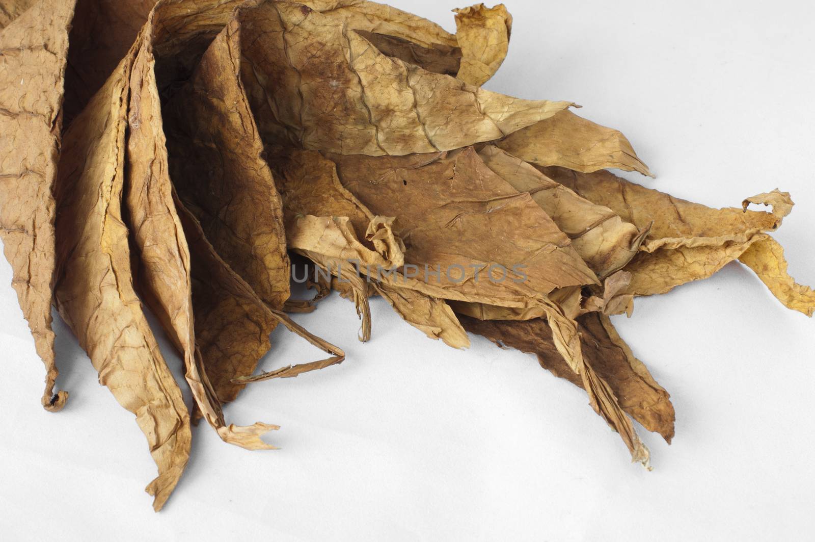 Dried tobacco leaves, fine details closeup