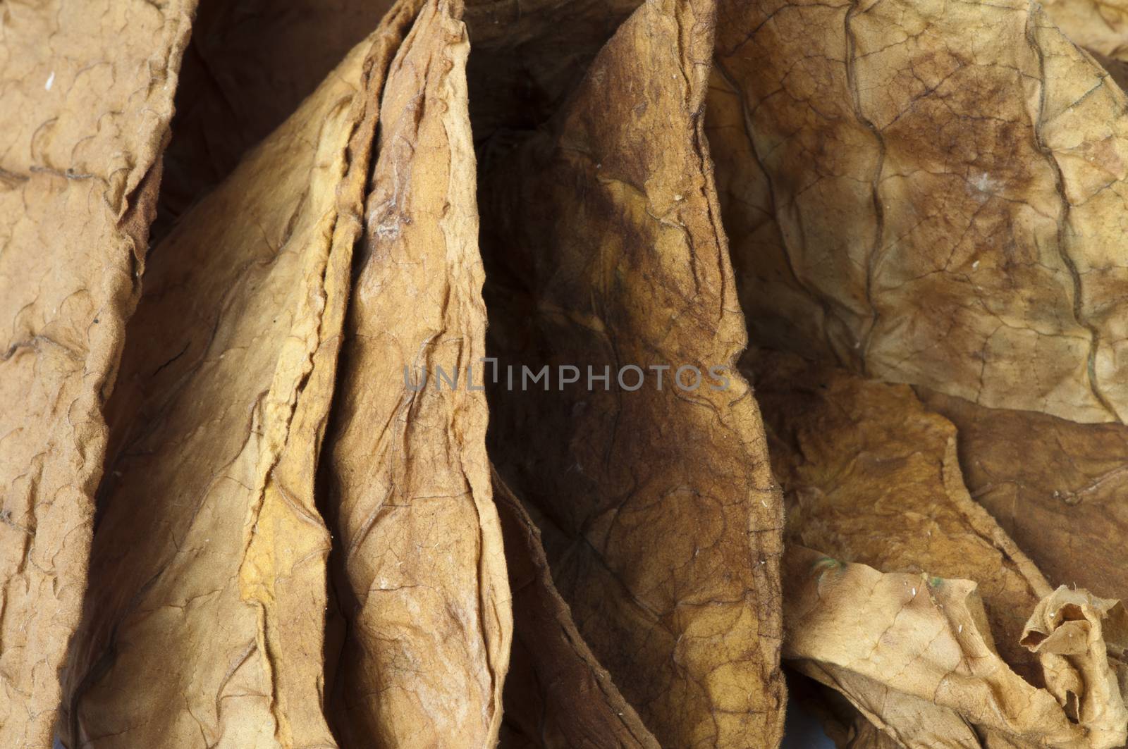 Dried tobacco leaves, fine details closeup