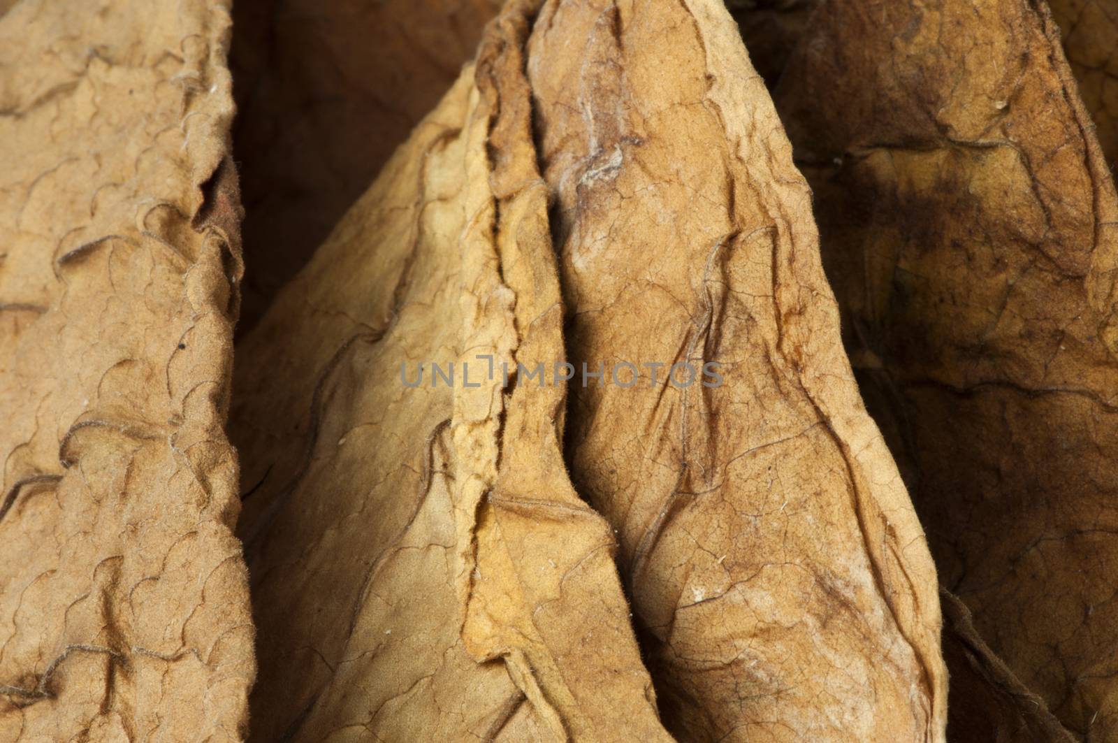 Dried tobacco leaves, fine details closeup