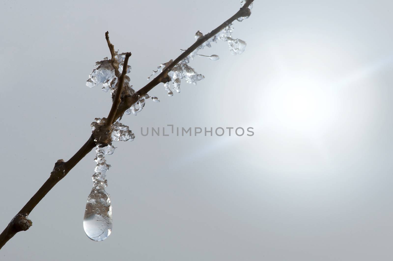 Frozen dew drops on a branch by deyan_georgiev