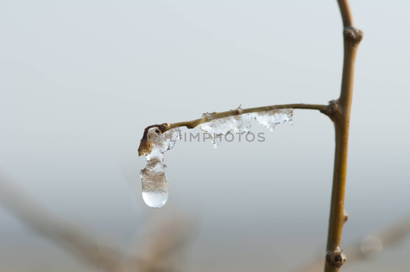 Frozen dew drops on a tree branch