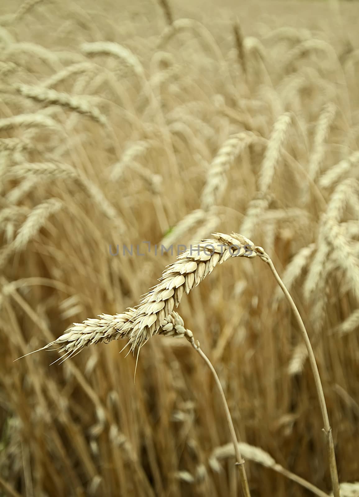Classes of mature wheat grains 