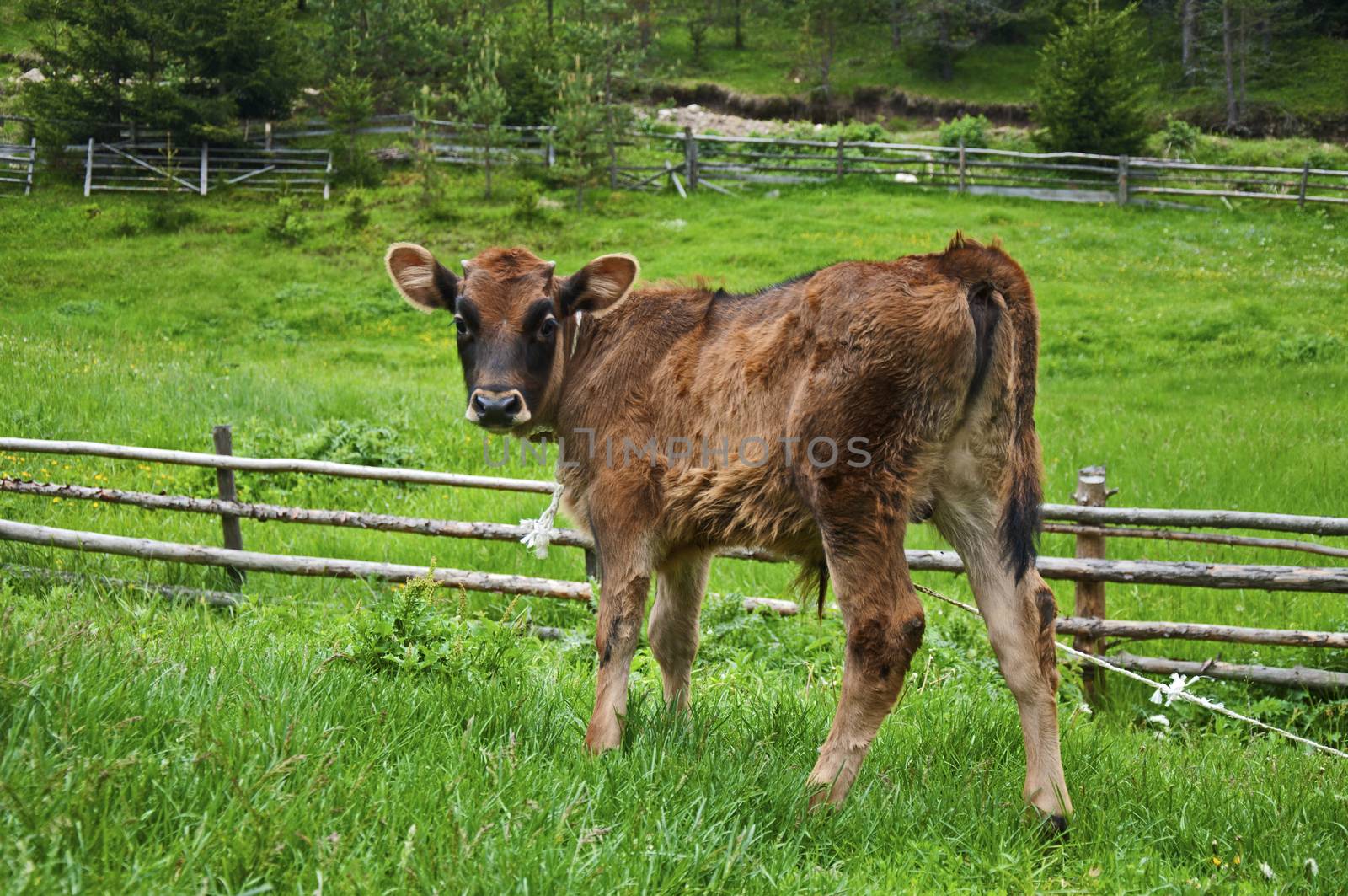 Brown young calf  by deyan_georgiev