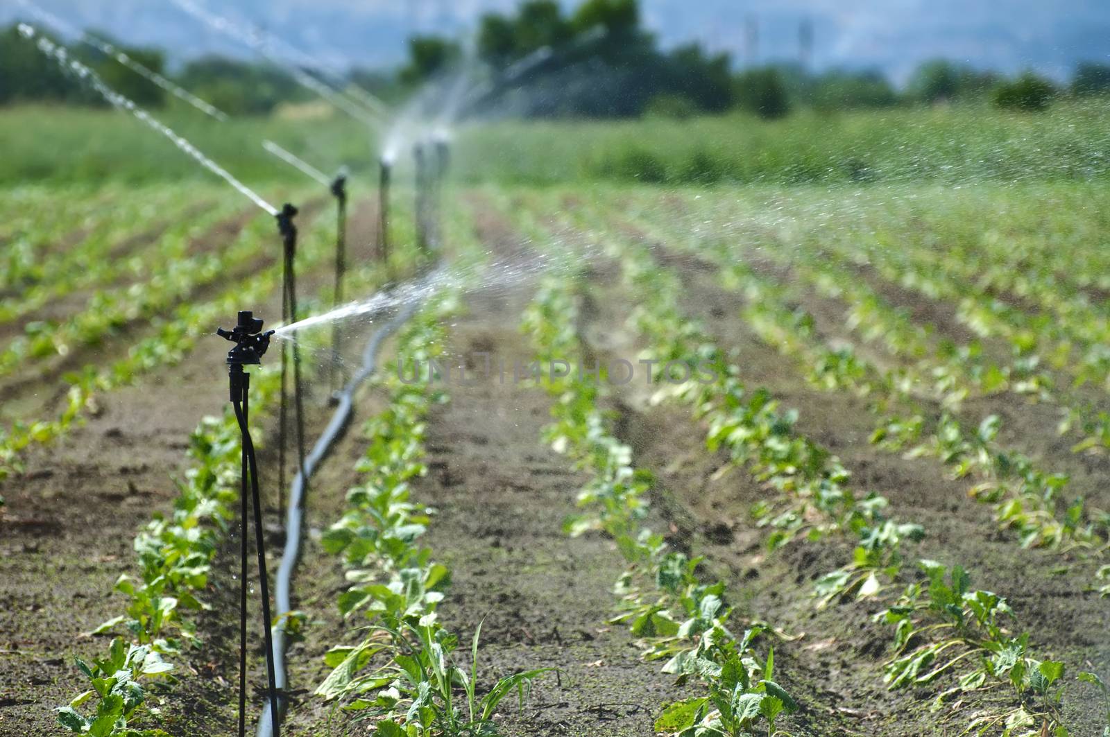 Irrigation on Agricultural land