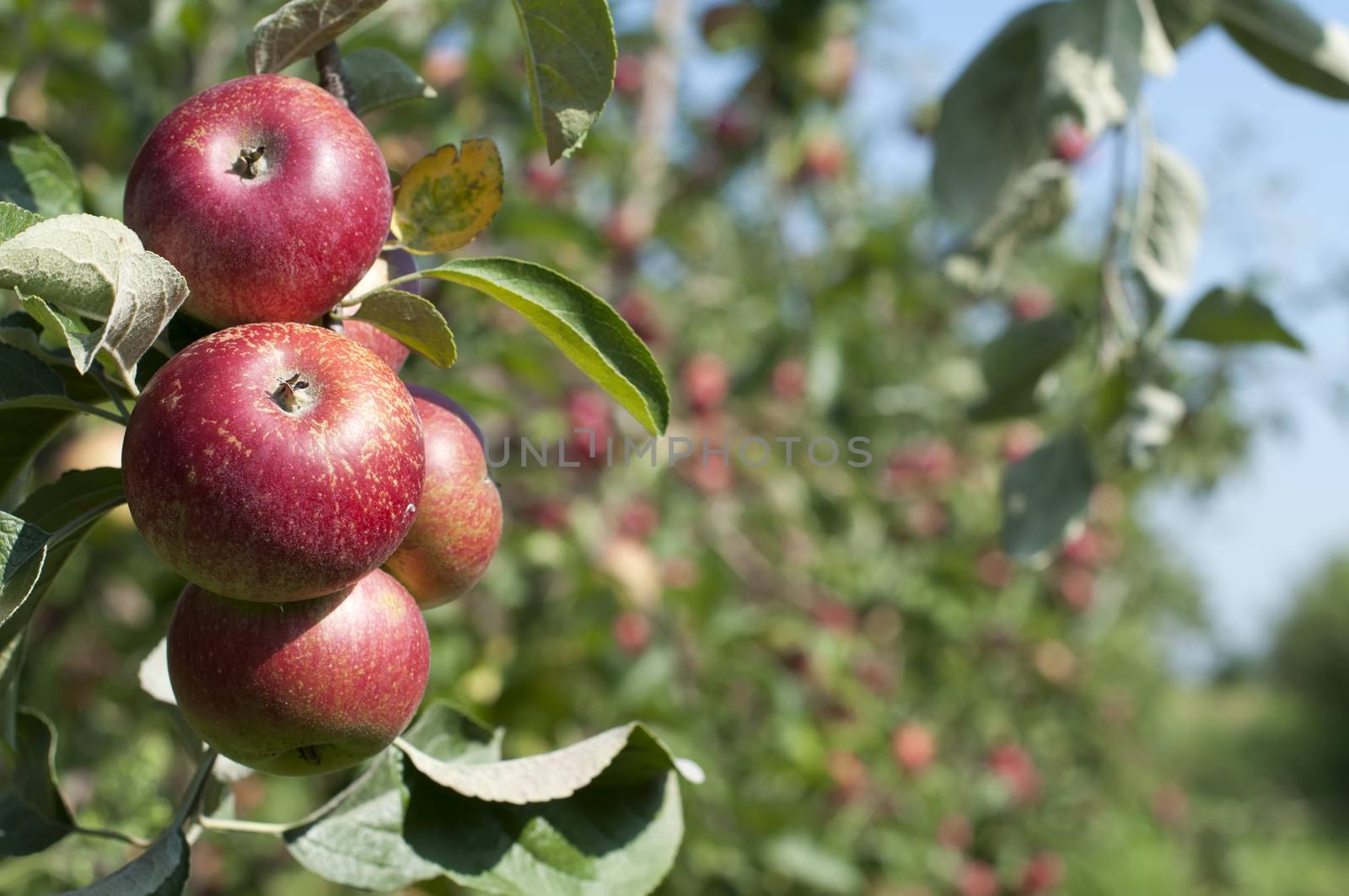 Apple tree with red apples. Blurred apples on background