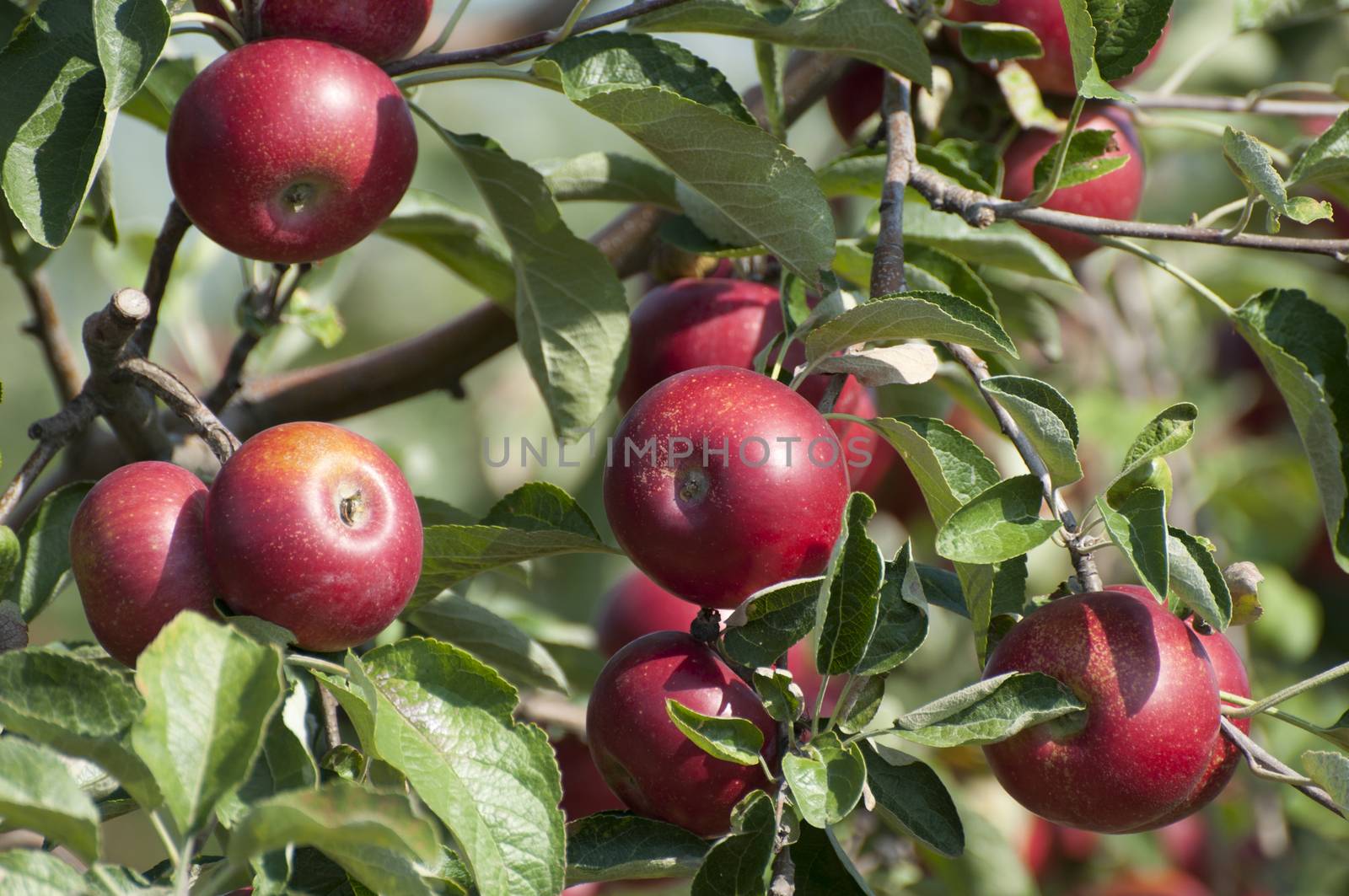 Apple tree by deyan_georgiev