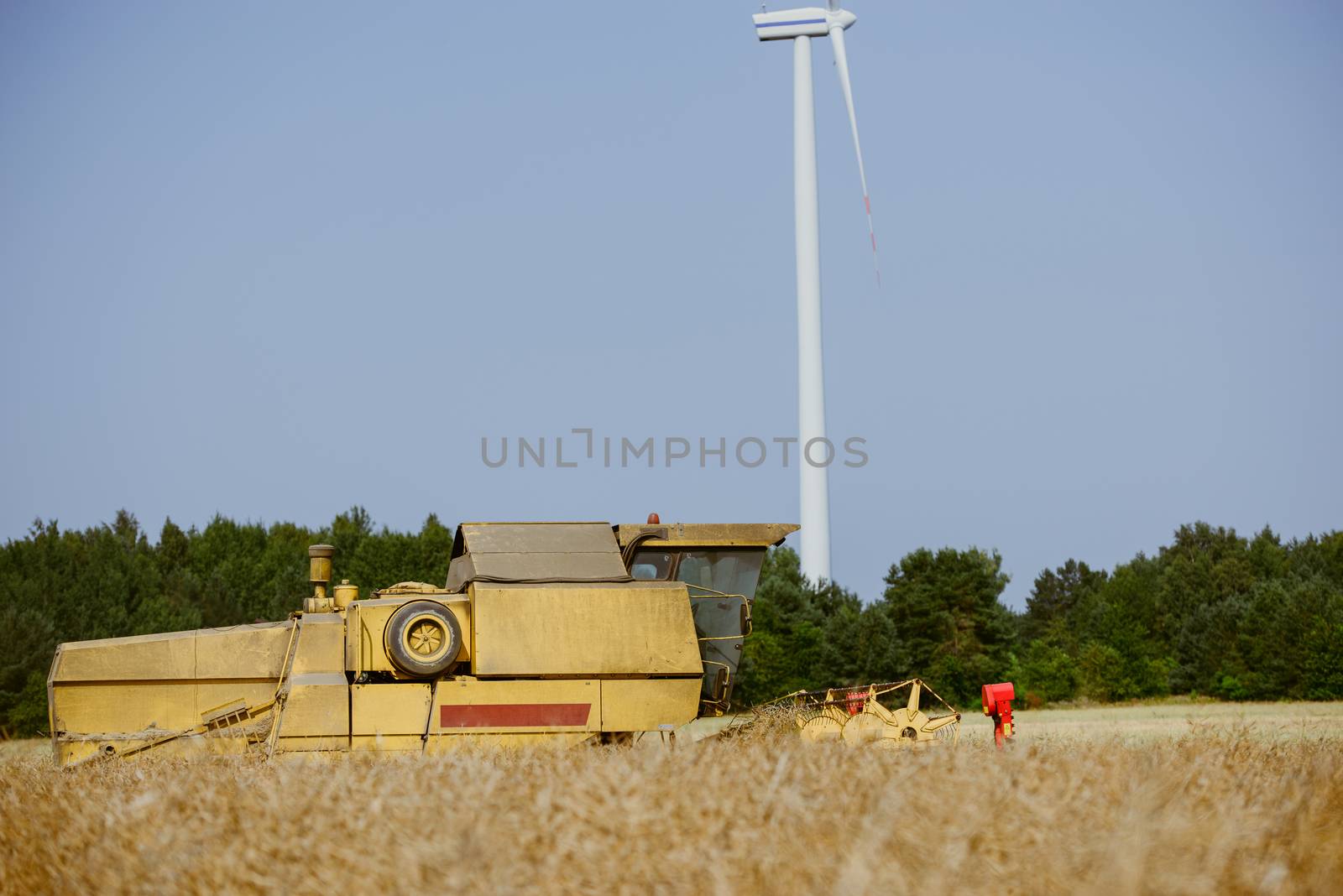 Combine harvesting the rape field at summer