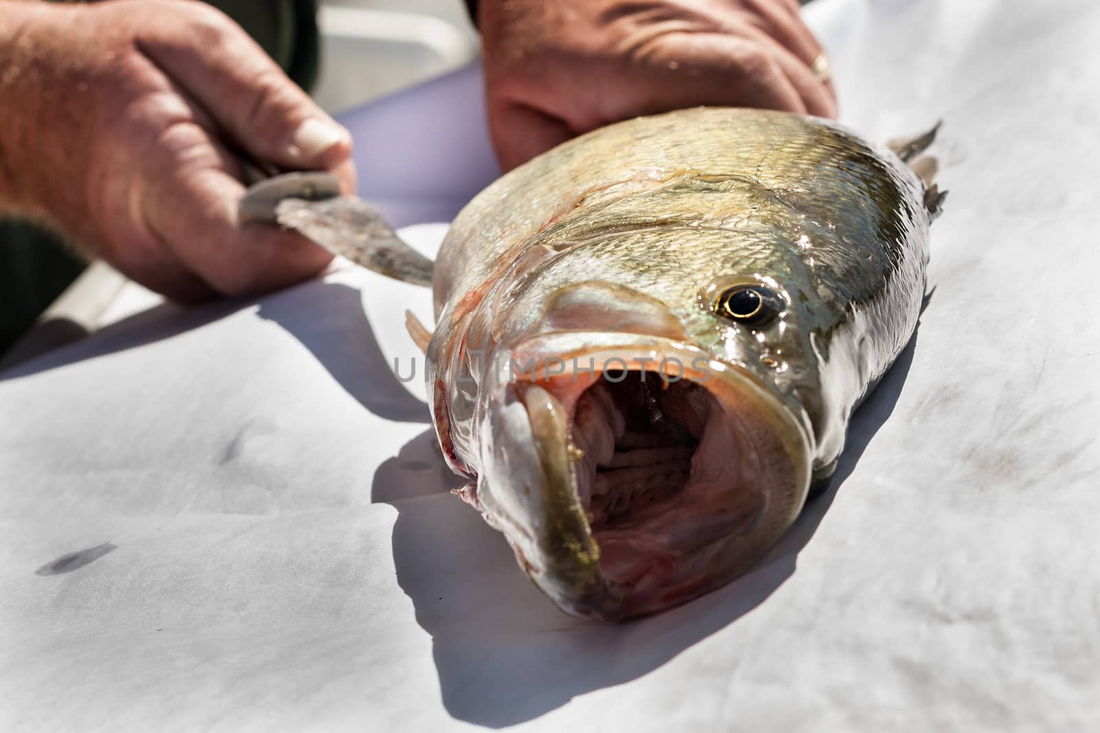 Fish getting ready to be cut up for finner