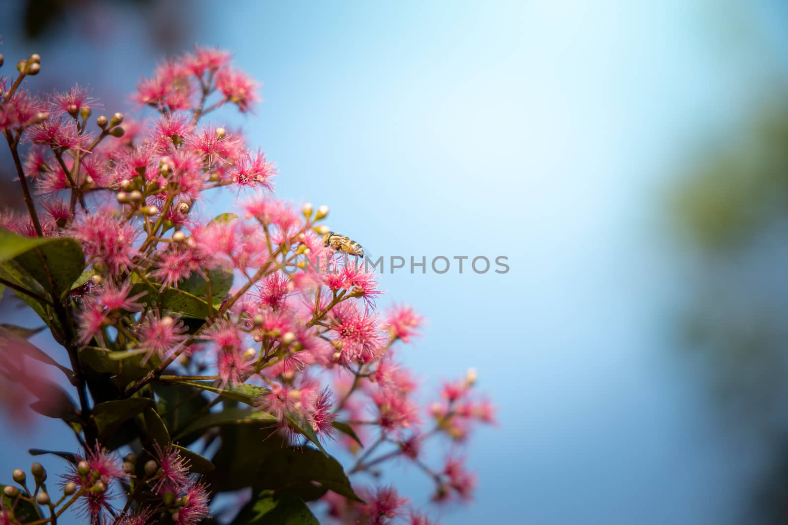 The background image of the colorful flowers by teerawit