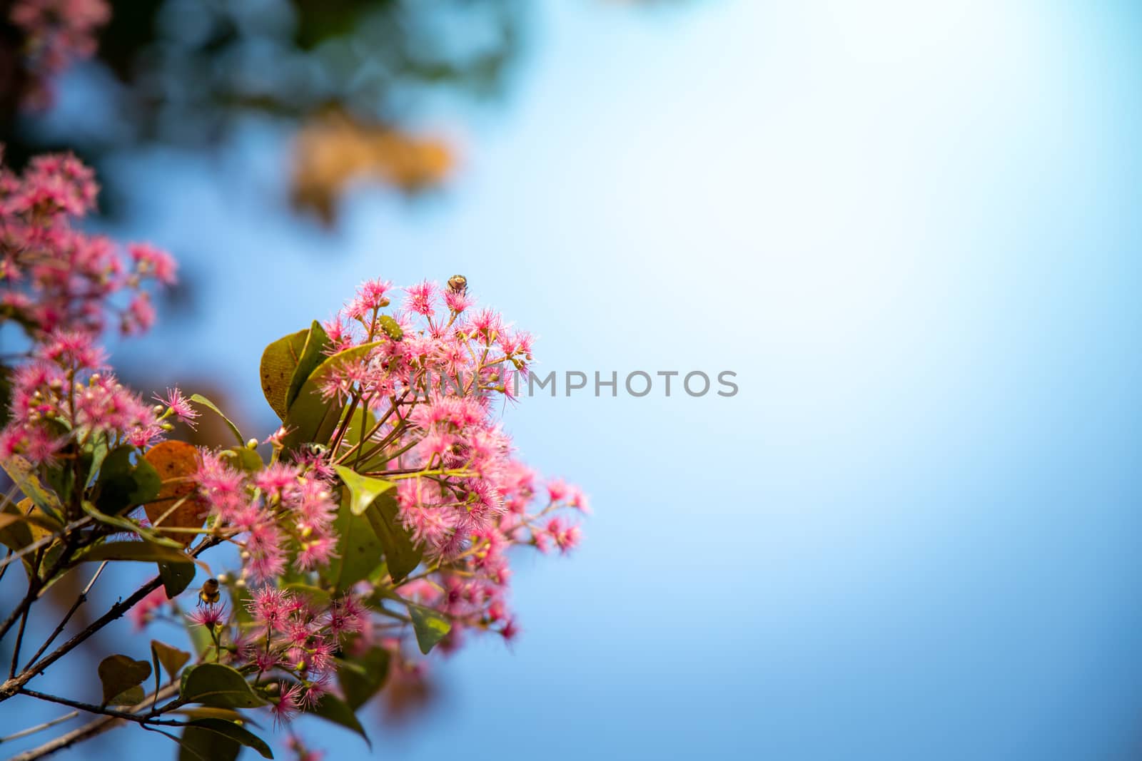 The background image of the colorful flowers by teerawit