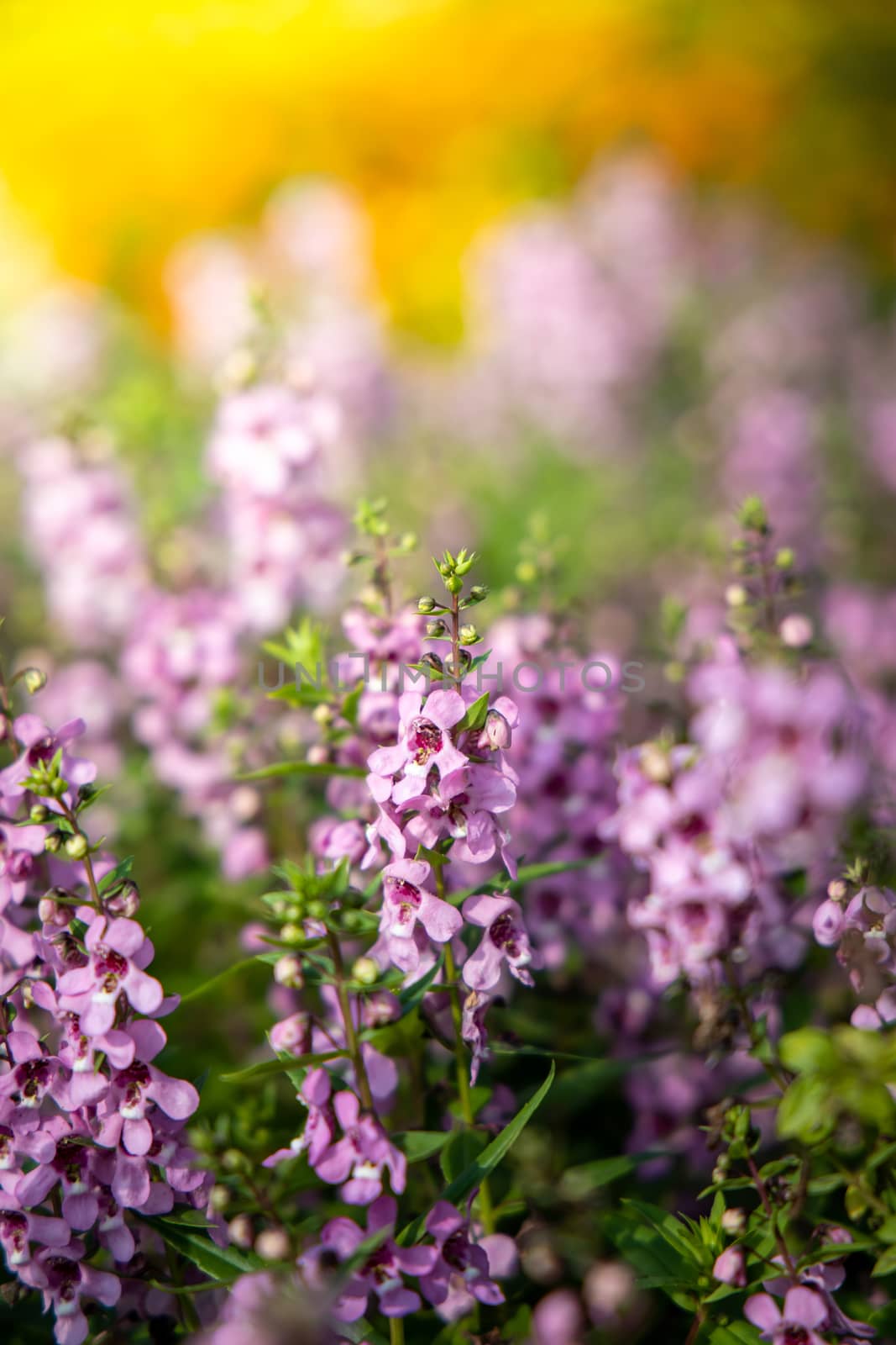 The background image of the colorful flowers by teerawit