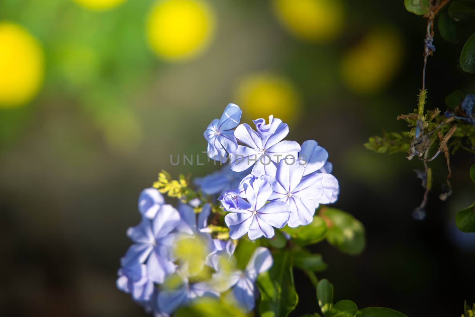 The background image of the colorful flowers by teerawit