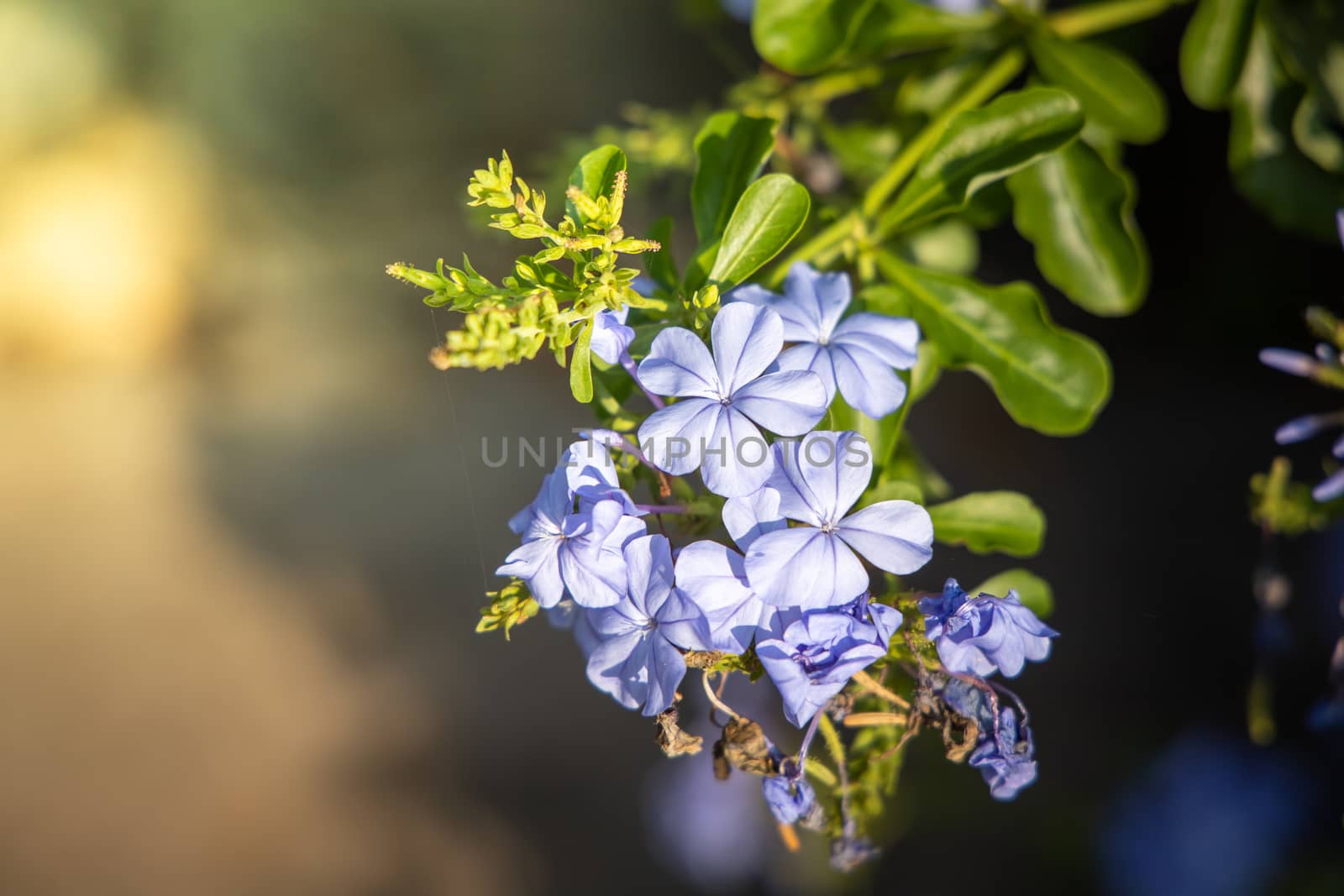 The background image of the colorful flowers, background nature