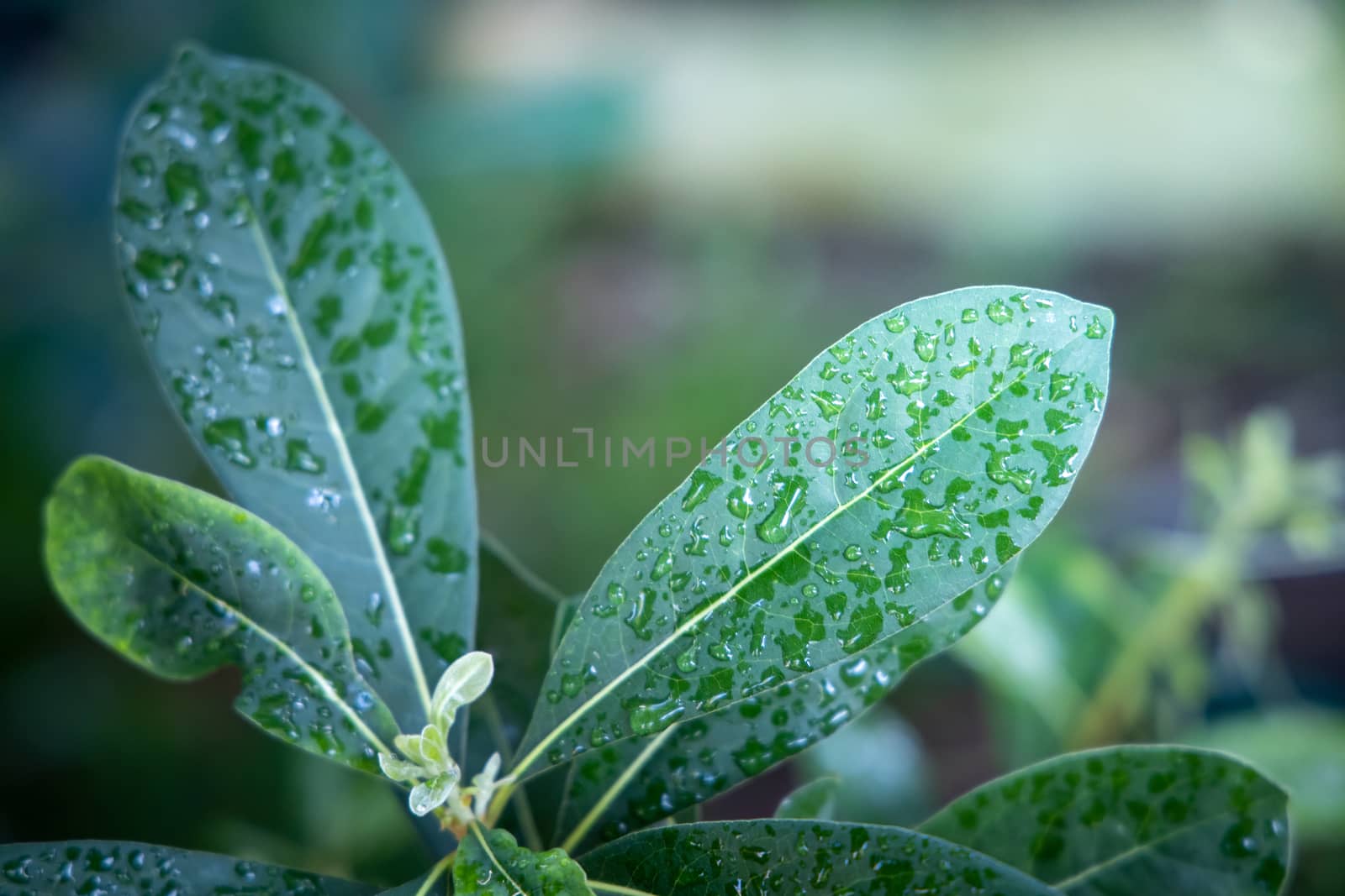 Close Up green leaf under sunlight in the garden. Natural backgr by teerawit