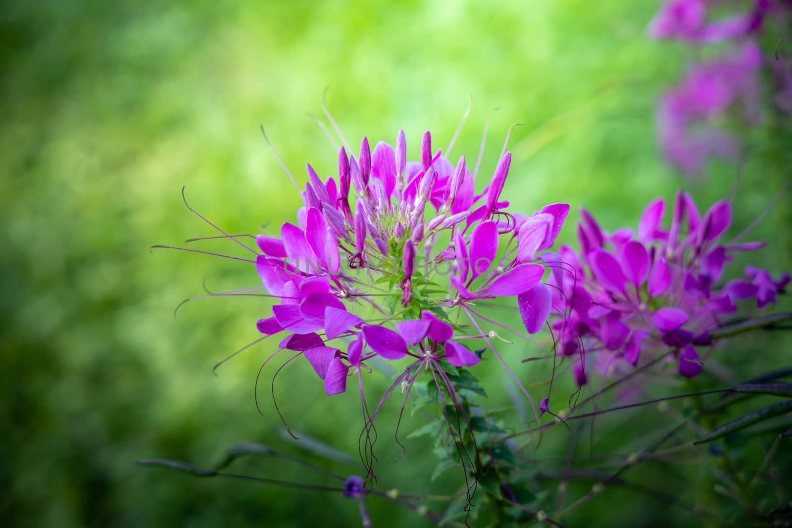 The background image of the colorful flowers by teerawit