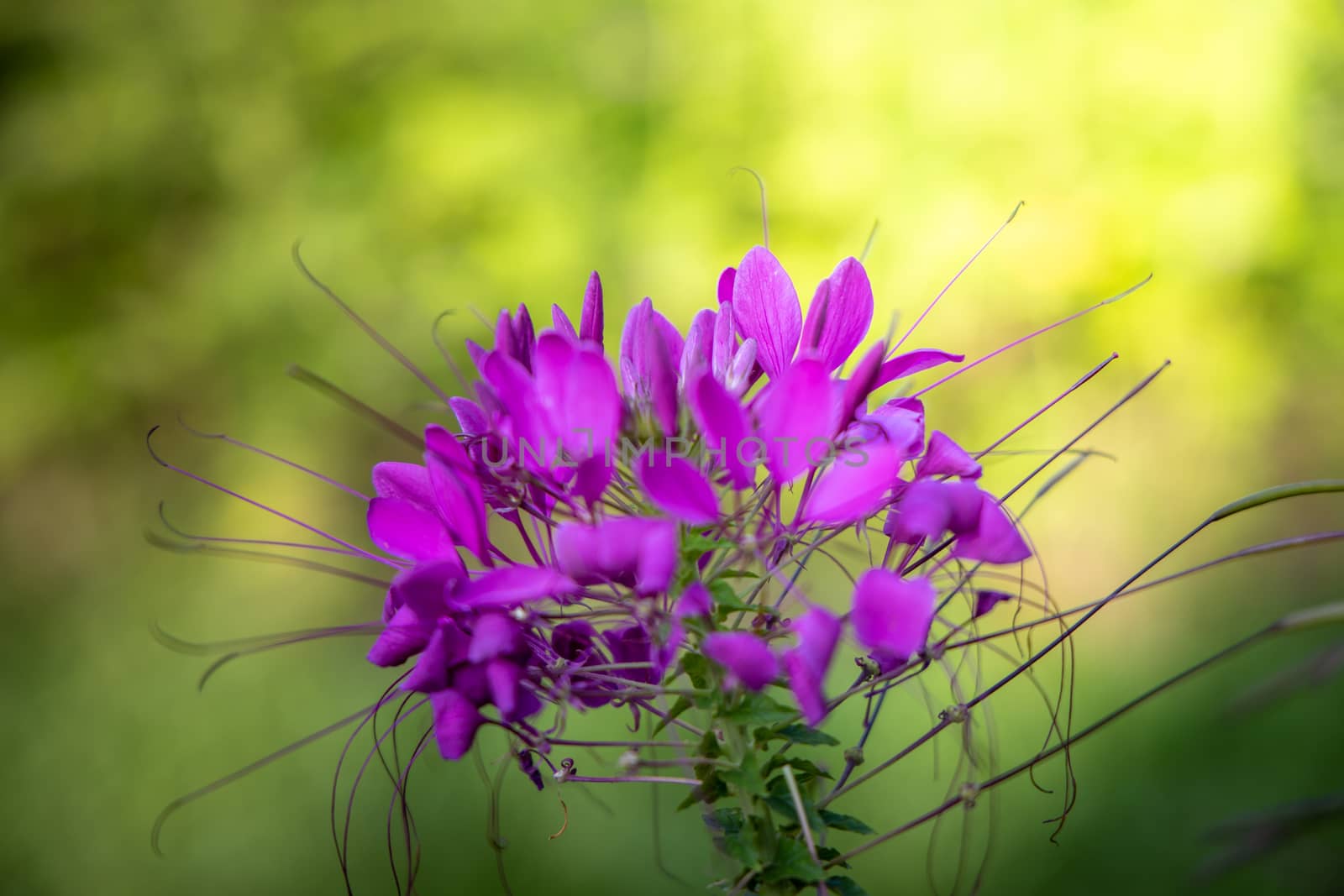 The background image of the colorful flowers by teerawit