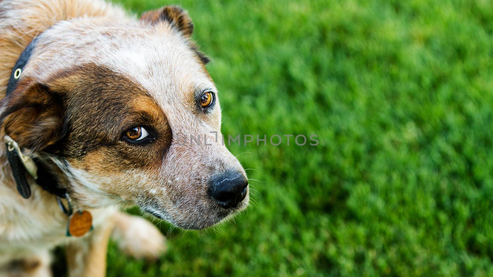 Queensland heeler pet dog lookin at the camera against a grass background. Copyspace available on the right hand side.