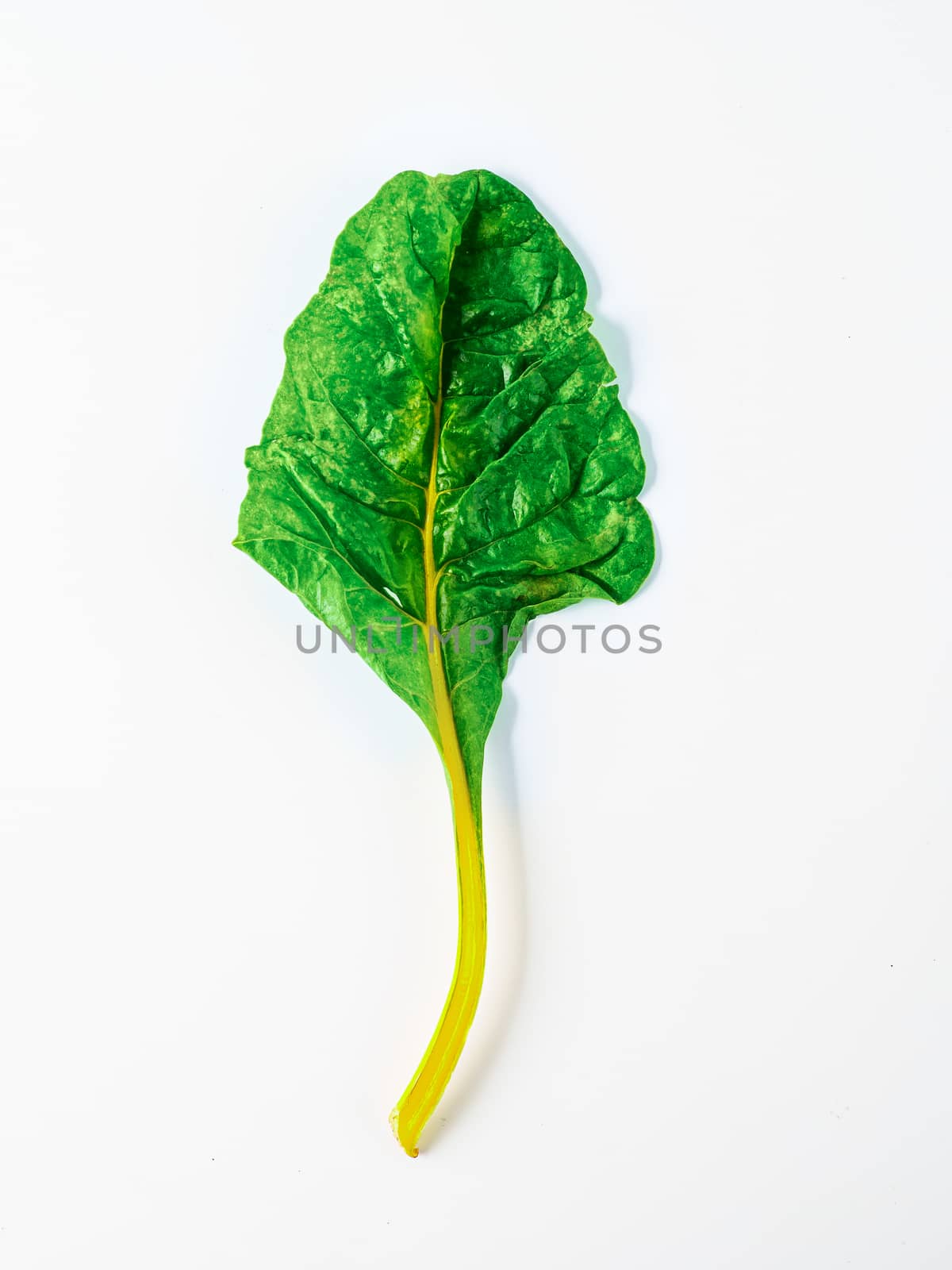 One swiss chard leaf isolated on white background. Fresh swiss rainbow chard with yellow and green colors, top view or flat lay