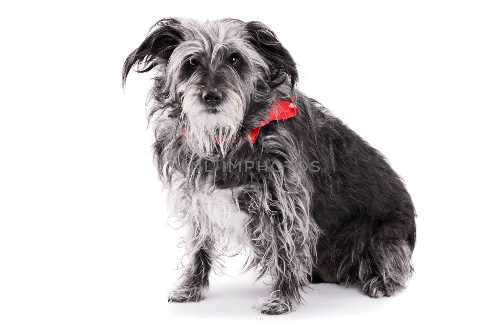 Animal adoption concept. Old animal concept. Rescue dog concept. Cute Irish terrier dog with a red ribbon, isolated on white background.