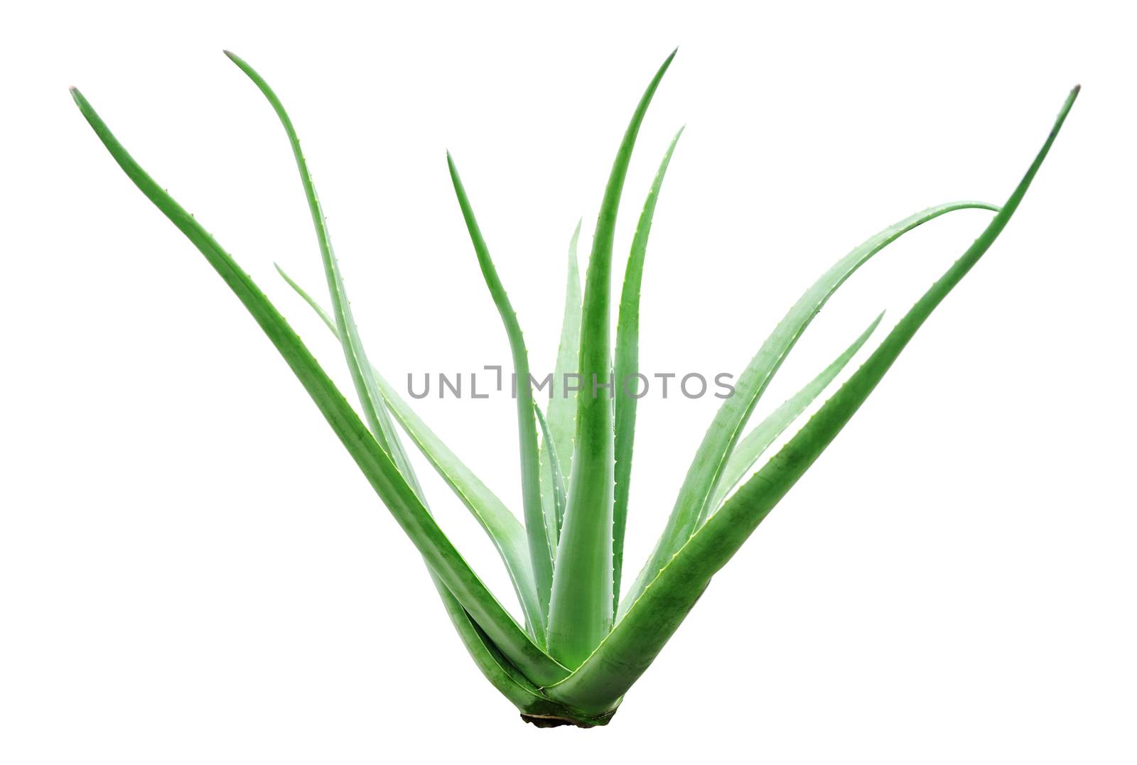 Aloe vera plant isolated by szefei