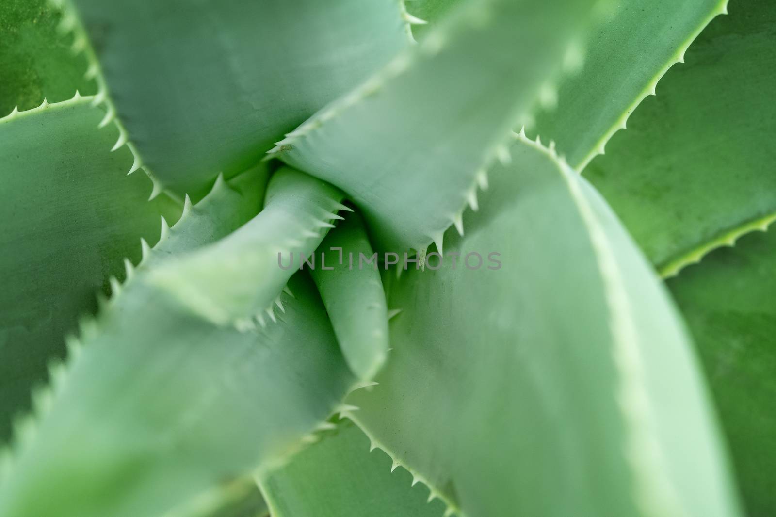 Close up aloe vera plant by szefei