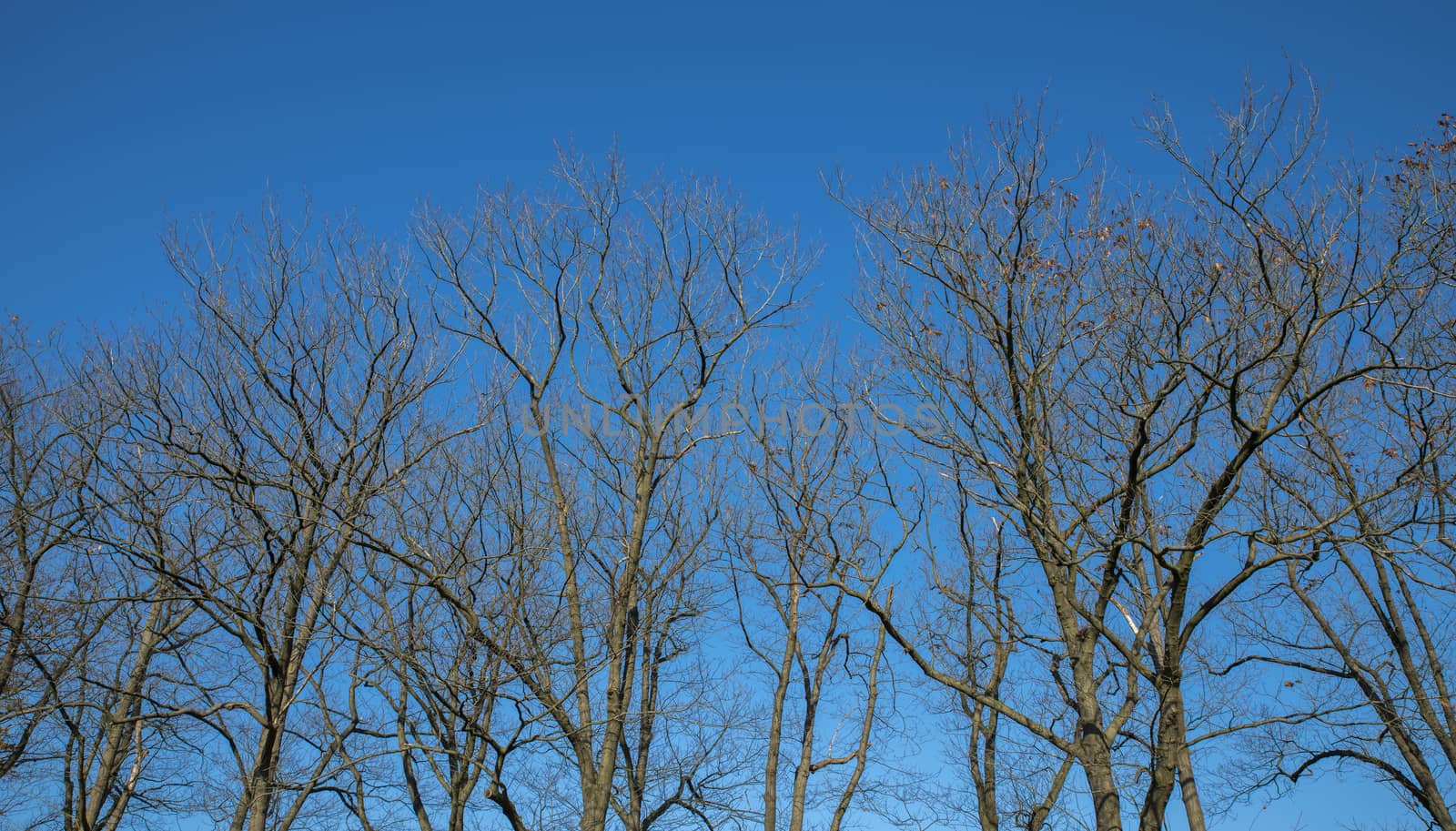 tree branches from the forest with a blue sky 