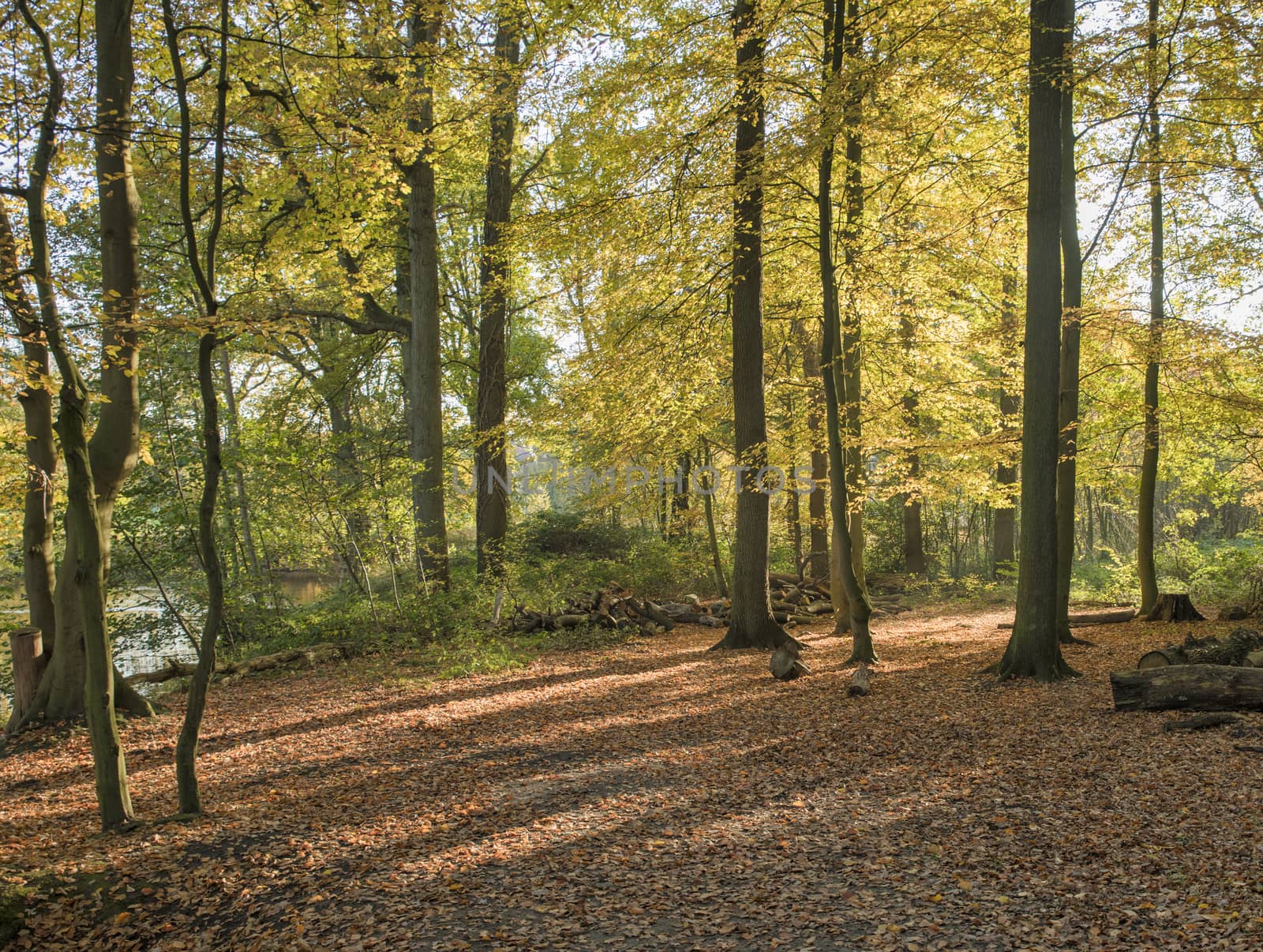 autumn forest with the golden brown leaves and a small river on the left