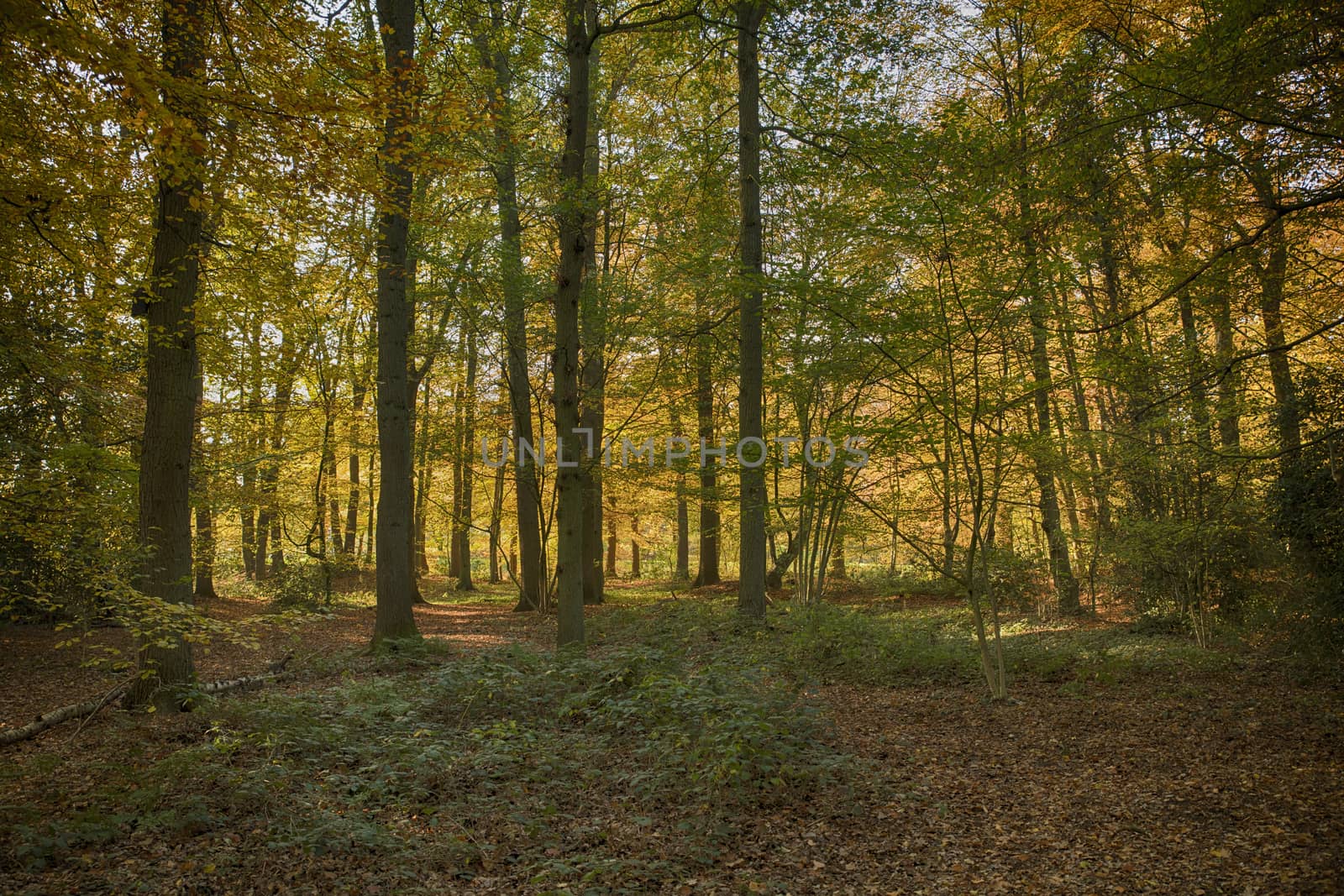 trees and leaves in the forest in autumn colors like gold red and orange