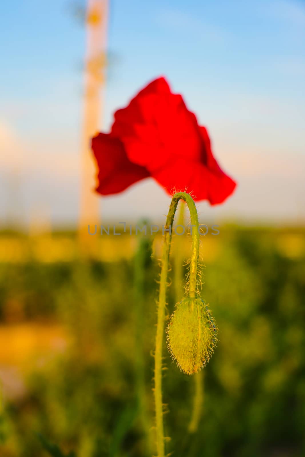 Field of bright red corn poppy flowers in summer