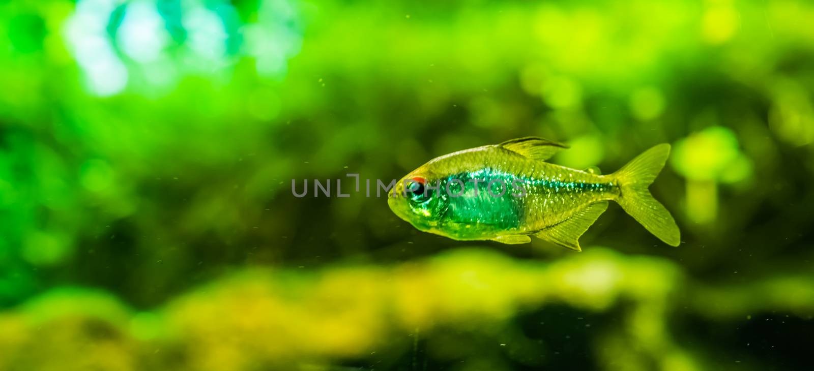 closeup portrait of a diamond tetra, silver glittery fish, tropical animal specie from lake Valencia in Venezuela