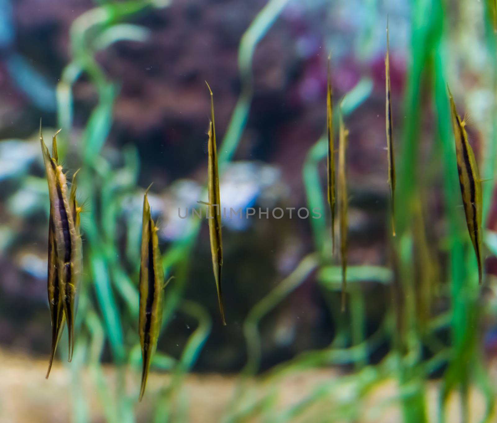group of razorfish swimming together, popular aquarium pets from the Indo-pacific ocean by charlottebleijenberg