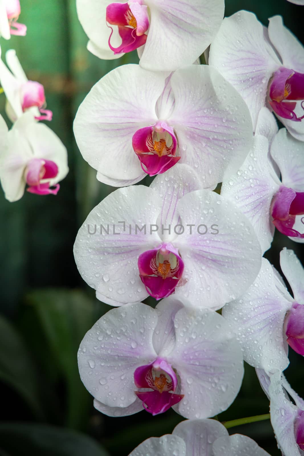 The background image of the colorful flowers, background nature