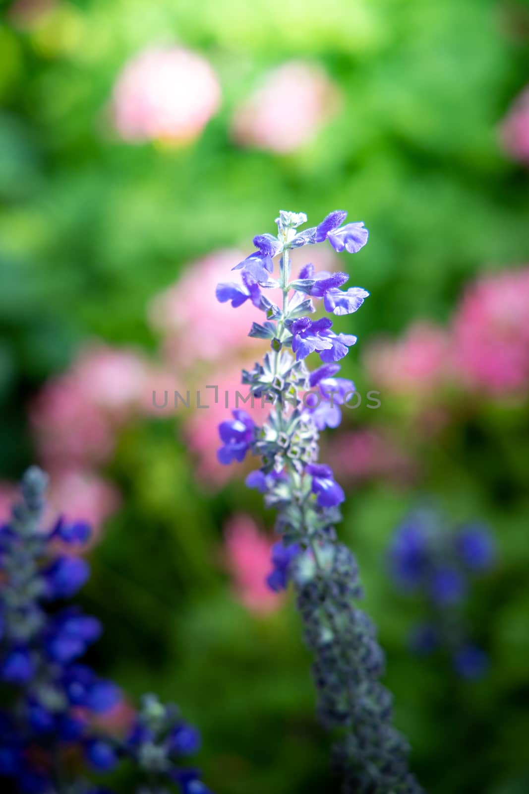 The background image of the colorful flowers by teerawit